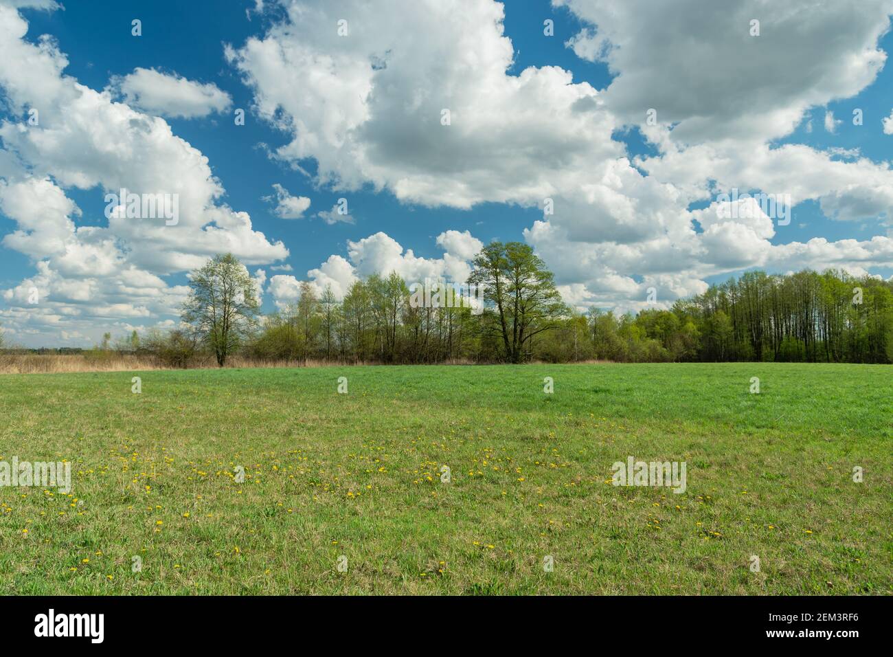 Mai grüne Wiese, Bäume und weiße Wolken gegen den blauen Himmel, Frühlingslandschaft Stockfoto