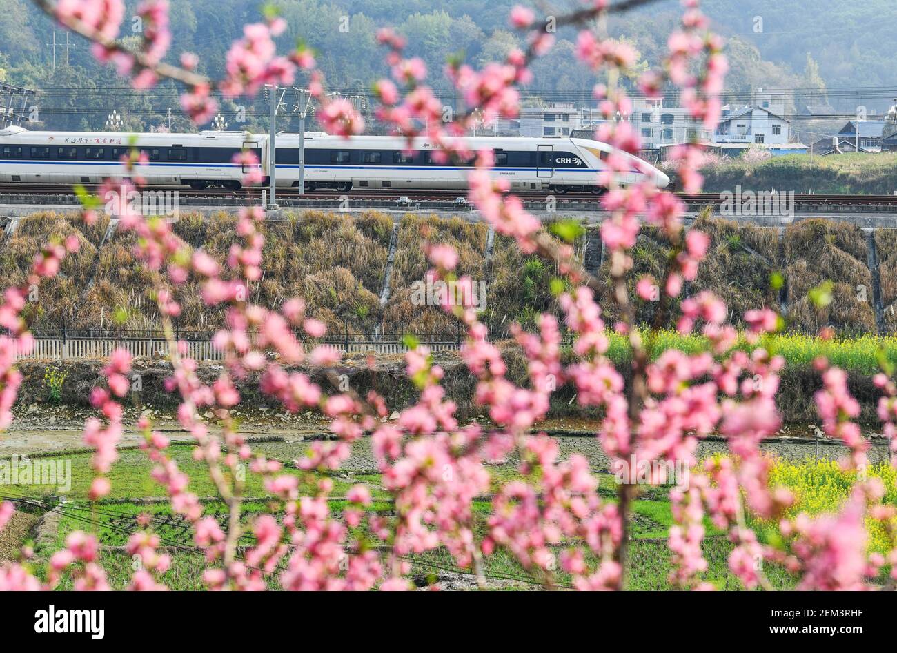 (210224) -- CONGJIANG, 24. Februar 2021 (Xinhua) -- EIN Kugelzug fährt an den Feldern vorbei, die mit blühenden Pflanzen übersät sind, in der Gemeinde Luoxiang im Landkreis Congjiang, südwestlich der Provinz Guizhou in China, 23. Februar 2021. (Xinhua/Yang Wenbin) Stockfoto