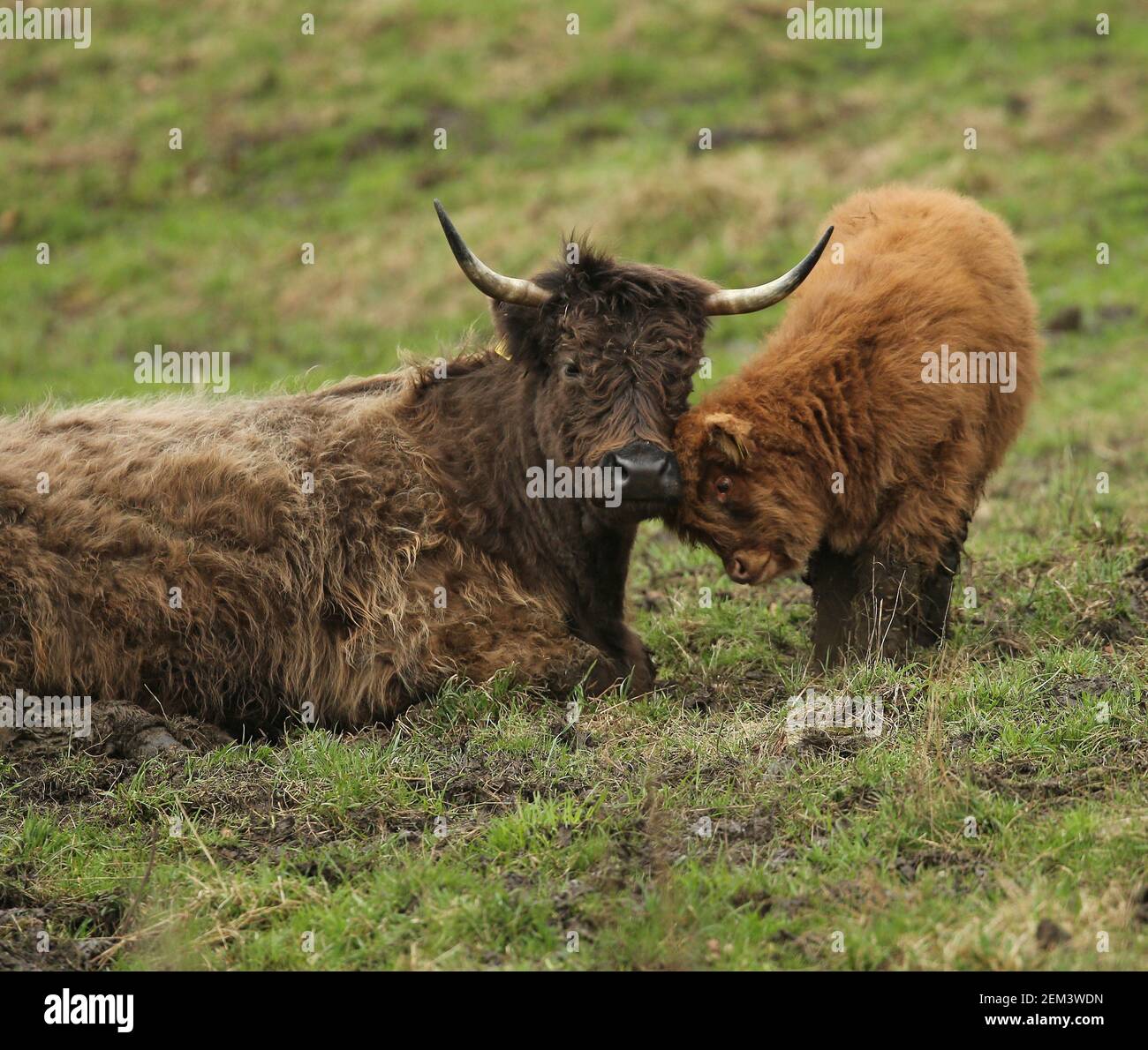 Frühling 2021 Highland Kalb mit Mutter Stockfoto