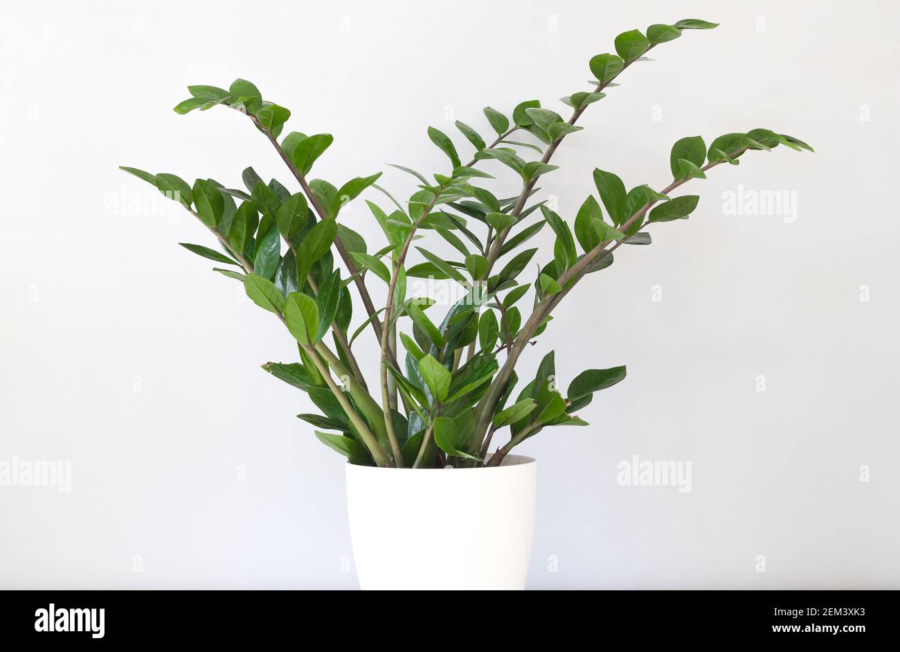Grüne Zamioculcas zamiifolia Pflanze in weißem Blumentopf auf hellem Hintergrund Stockfoto