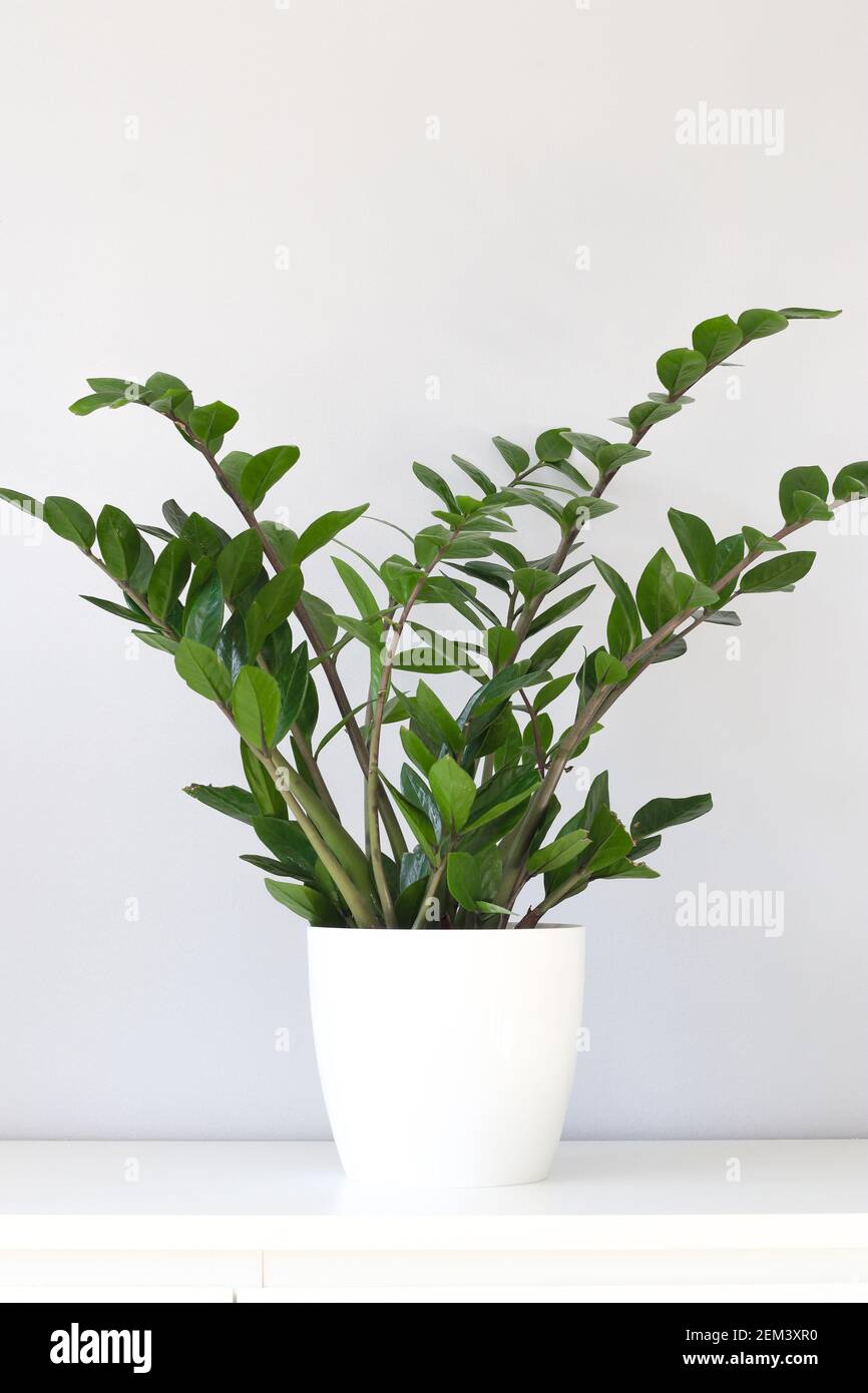 Grüne Zamioculcas zamiifolia Pflanze in weißem Blumentopf auf hellem Hintergrund Stockfoto
