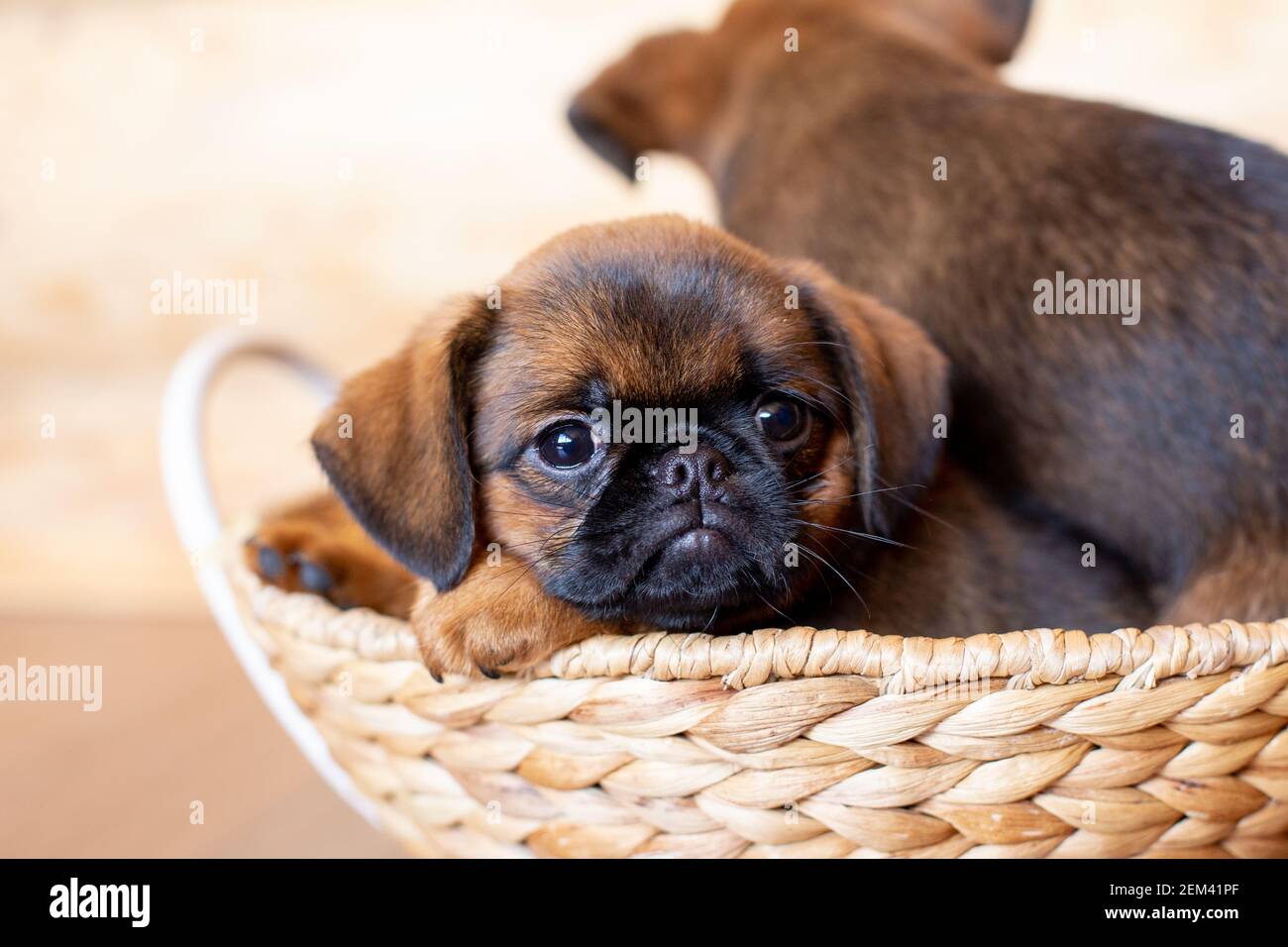 Nahaufnahme Porträt von braunen niedlichen Brüssel Gänsegeier Welpen liegen in einem Weidenkorb auf einem hölzernen Hintergrund. Stockfoto