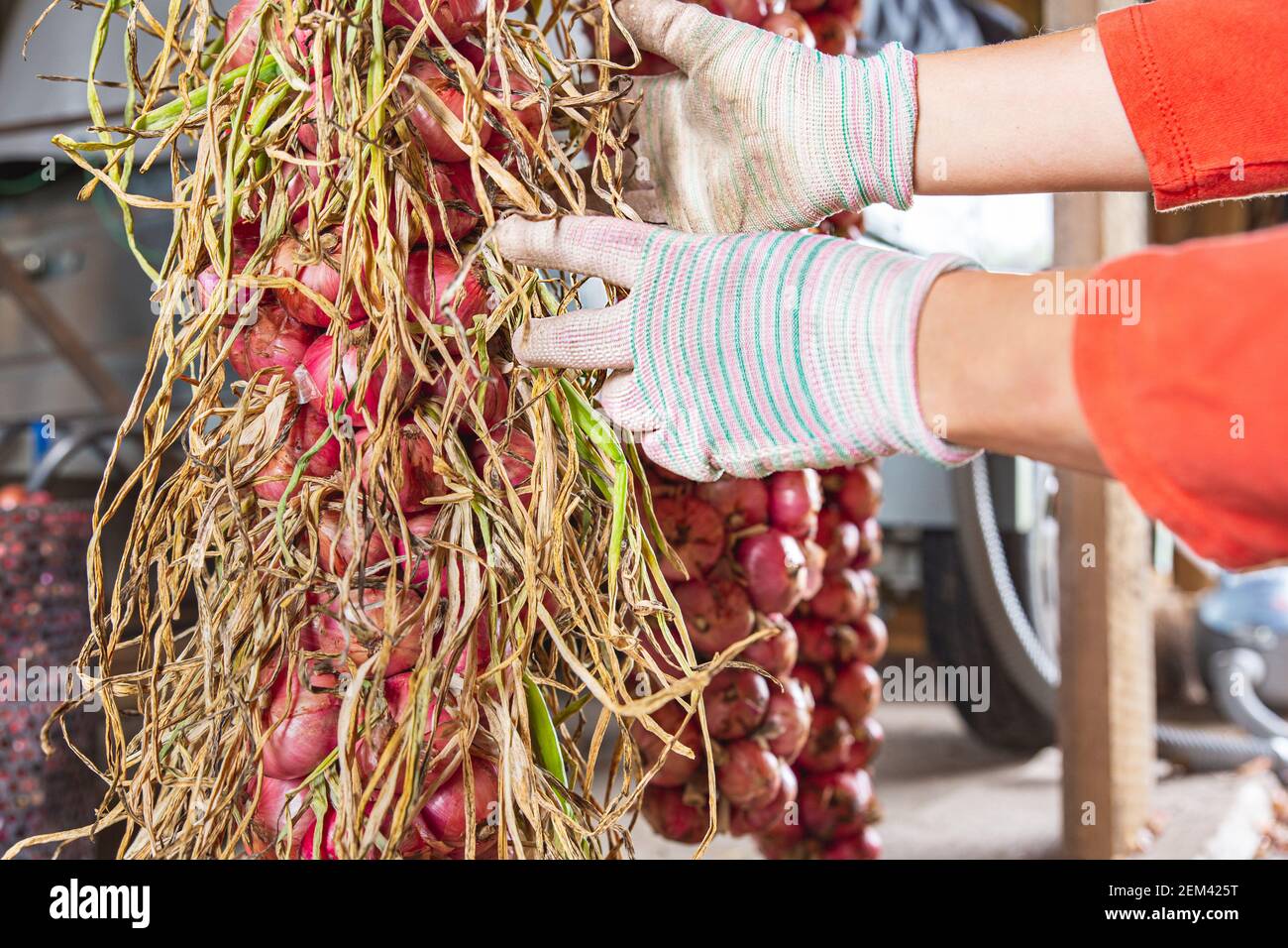 Bauernhände mit einem Bündel roter Zwiebeln aus der Nähe. Herbsternte. Bio-Bauernhof Stockfoto
