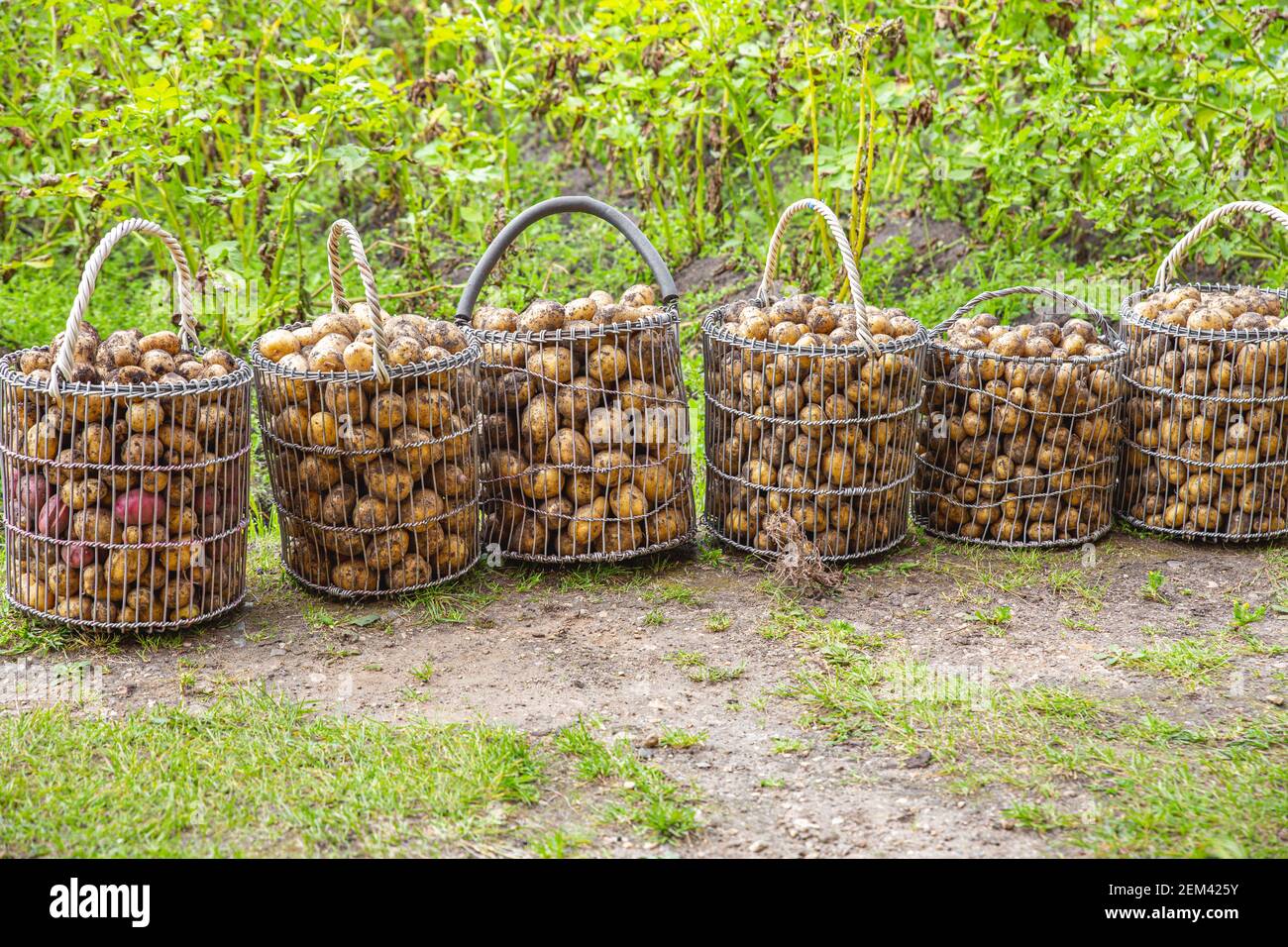 Eine Kartoffeln in Körben aus Metallgeflecht im Gemüsegarten. Herbsternte. Stockfoto