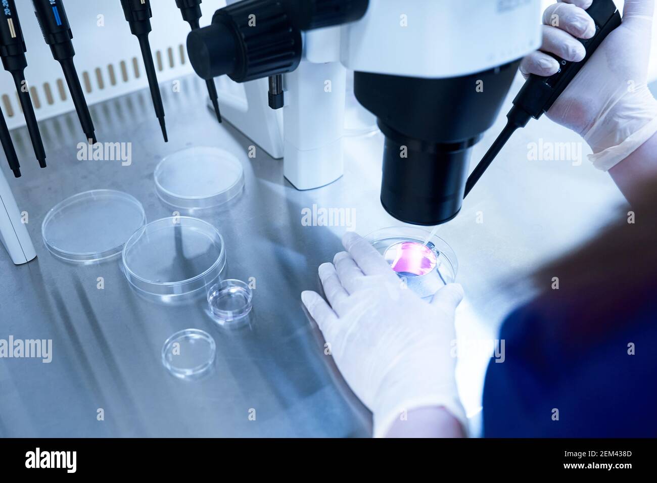 Mikroskop der Reproduktionsmedizin Klinik Befruchtung Ei außerhalb des weiblichen Körpers Stockfoto