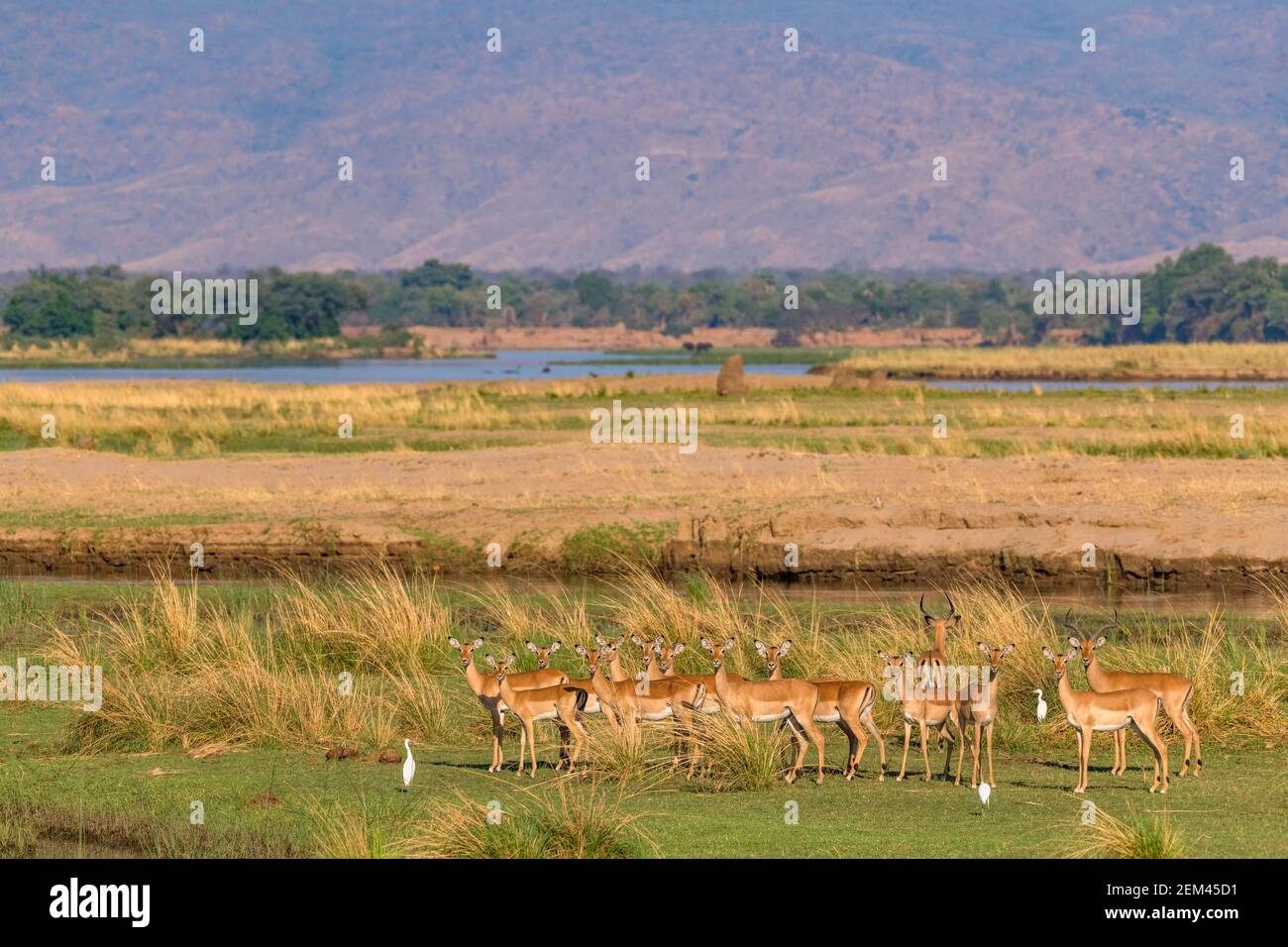 Eine Herde von Impala, alleiniges Mitglied der Gattung Aepyceros, gesehen auf der Zambezi Flußflutebene im Mana Pools National Park in Simbabwe. Stockfoto