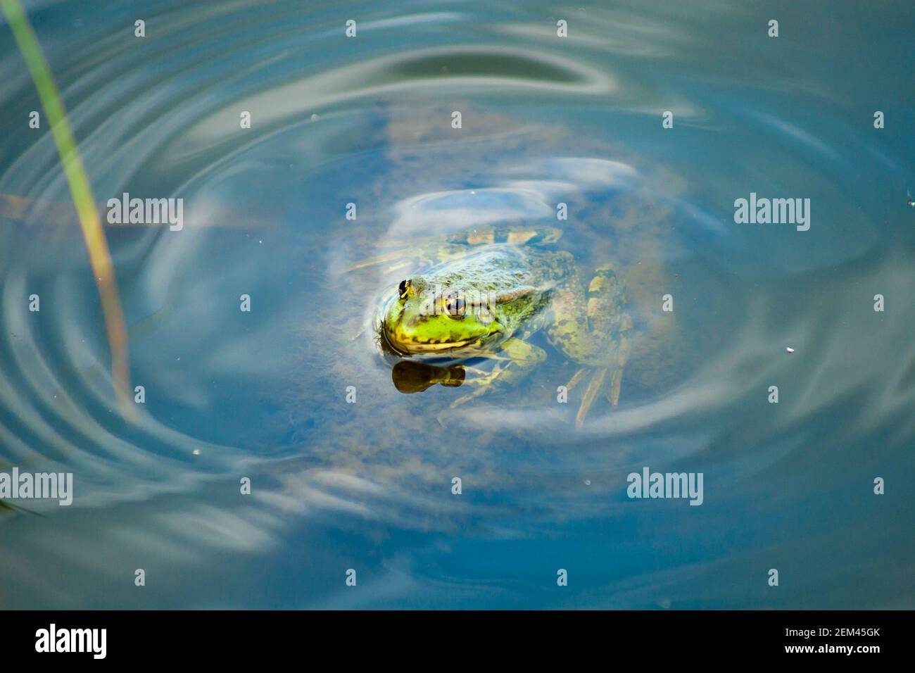Frosch im Wasser. Ein Frosch schaut unter dem klaren Wasser heraus Stockfoto
