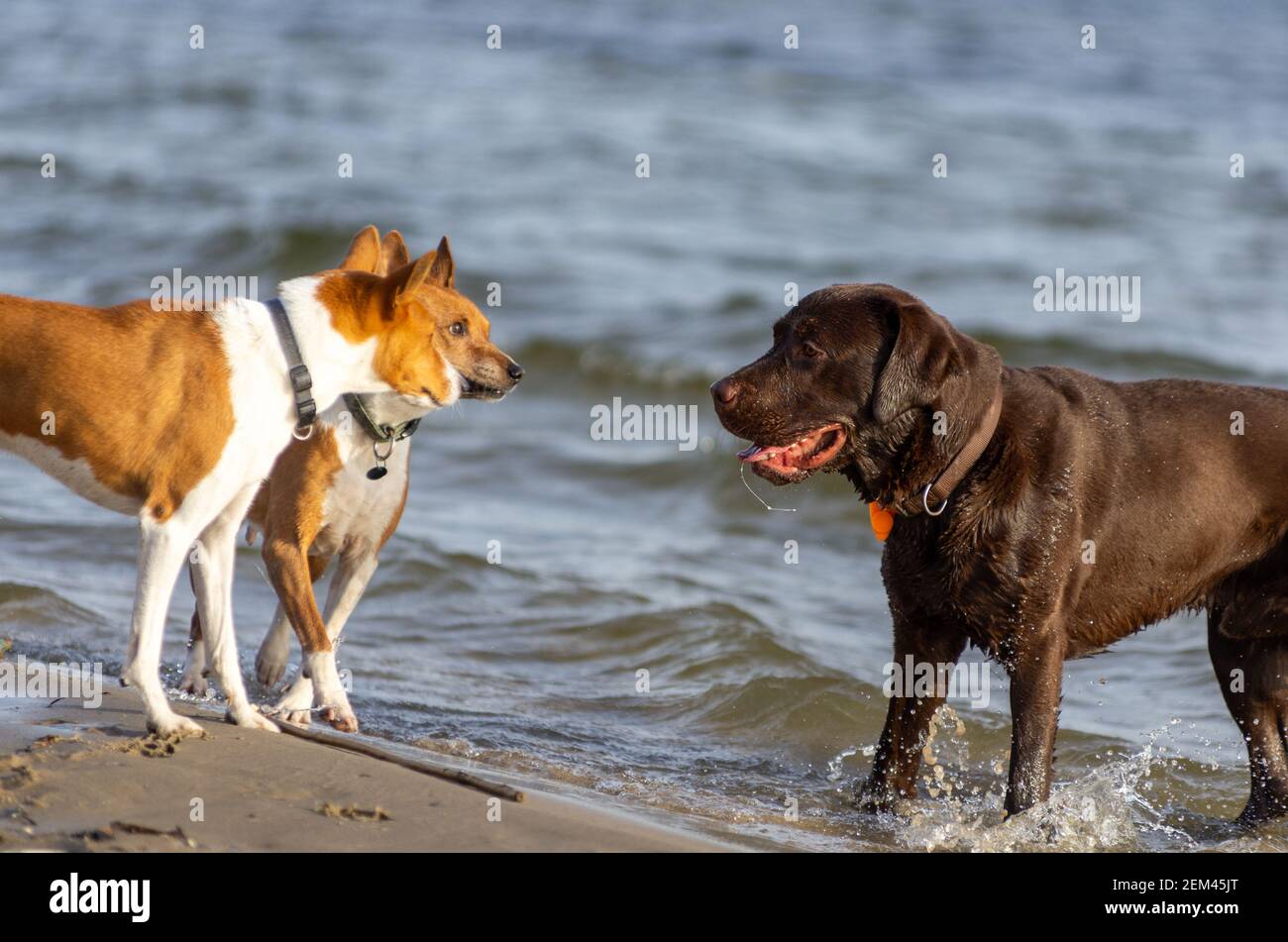 Drei Hunde plaudern am Strand Am Wasser Stockfoto