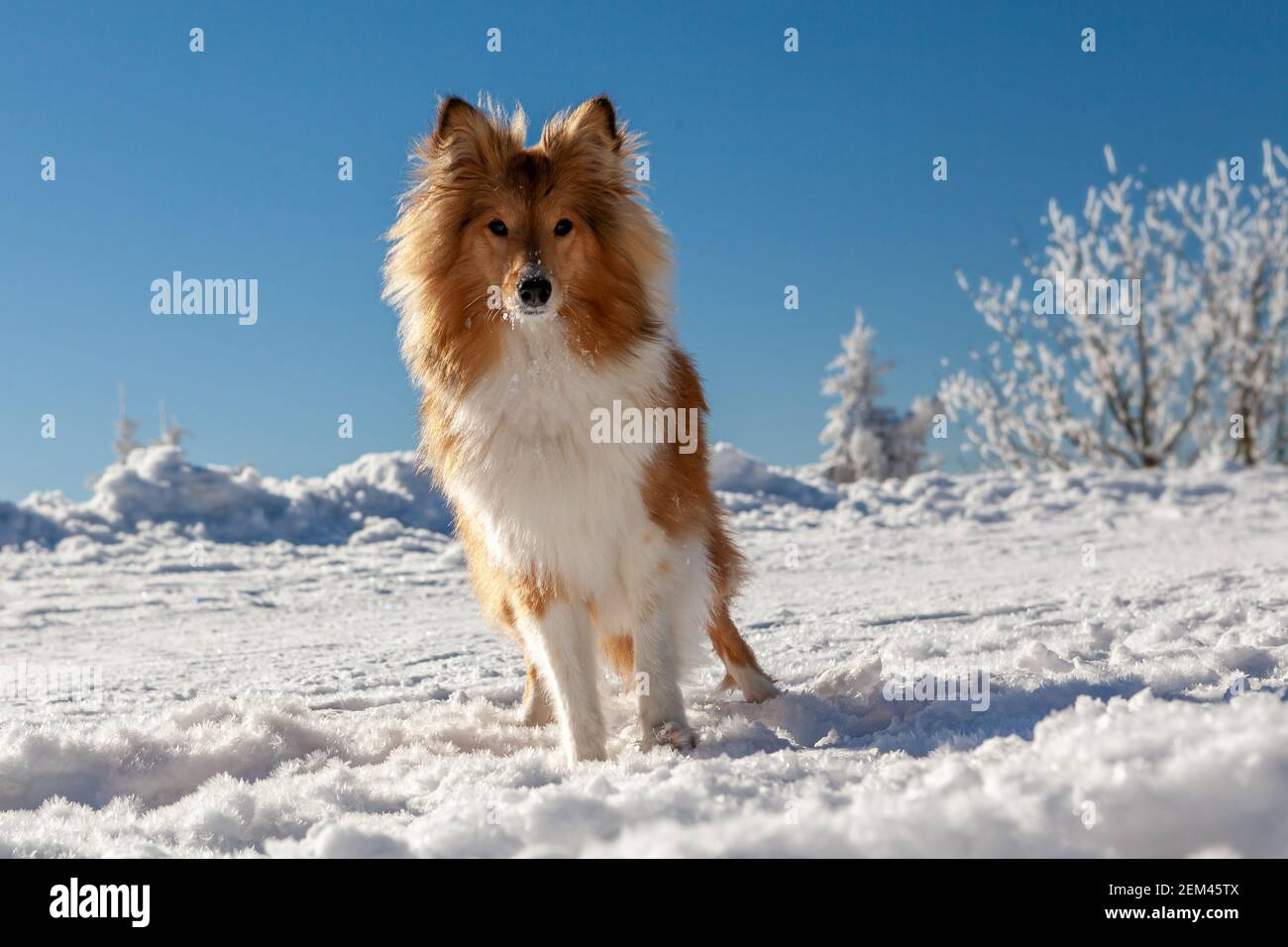 Sheltie in Winterlandschaft und mit blauem Himmel. Stockfoto