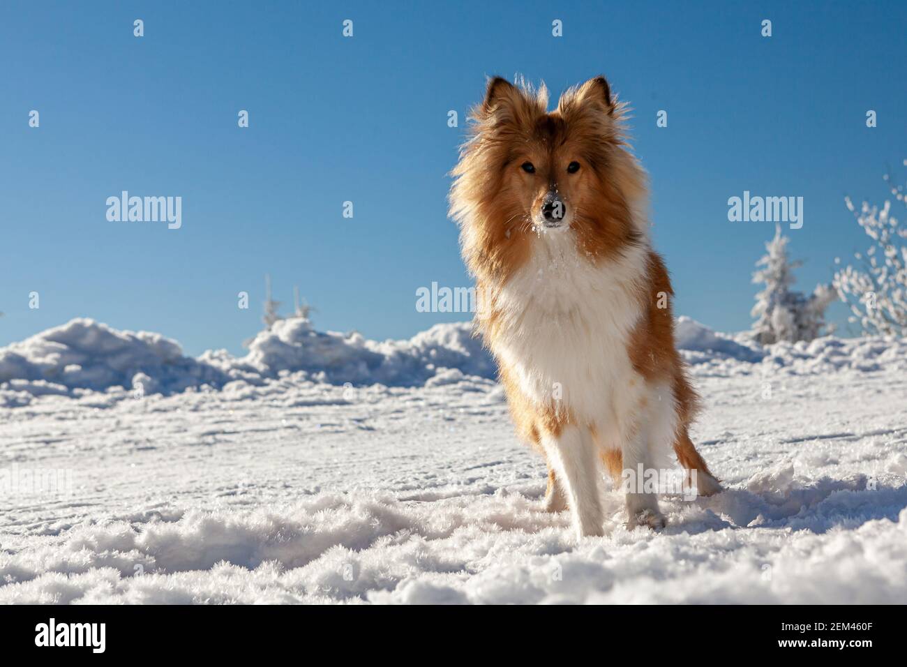 Sheltie in Winterlandschaft und mit blauem Himmel. Stockfoto