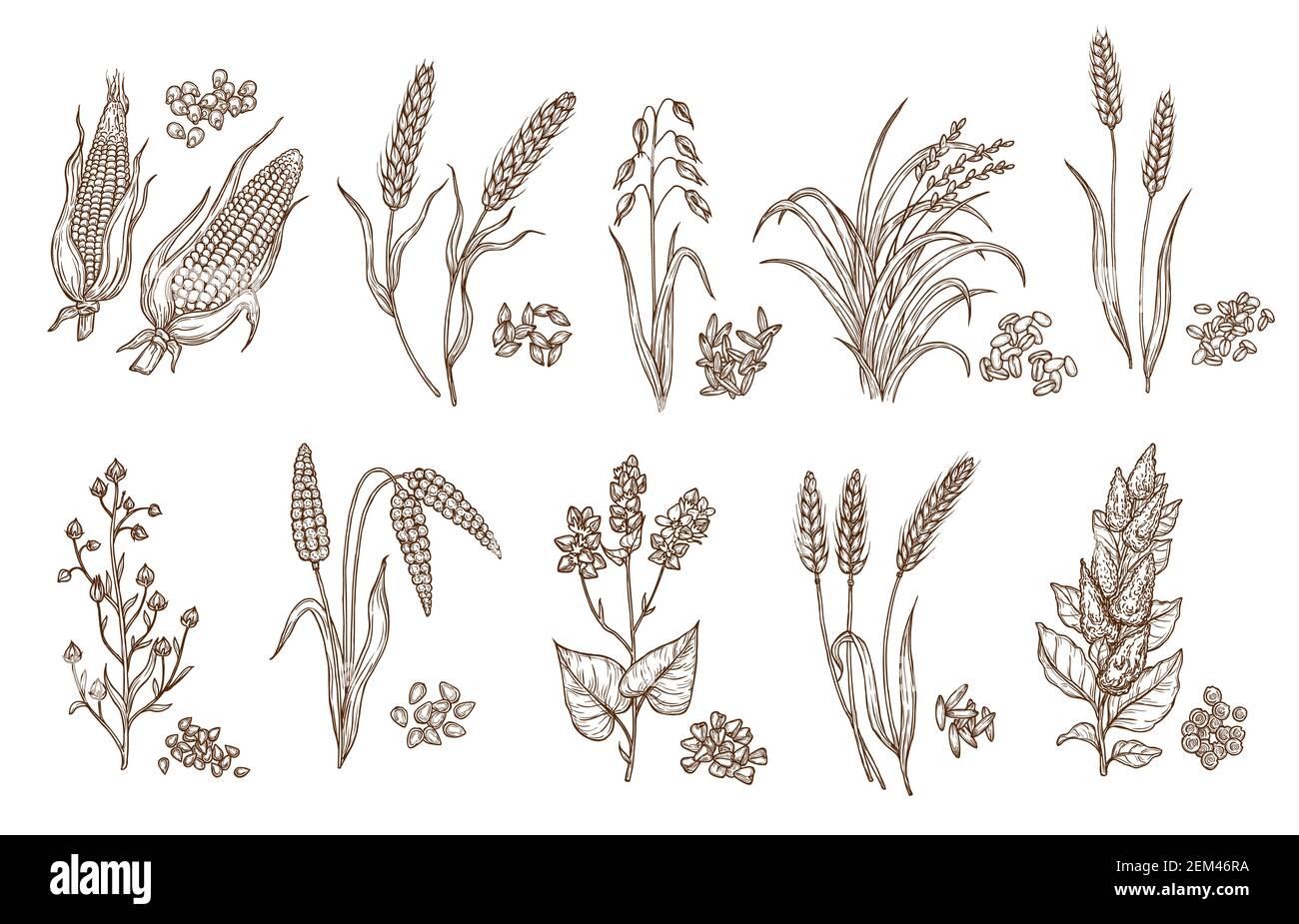 Getreide Getreide und Pflanzen isolierte Skizzen der Landwirtschaft Ernte  und Lebensmittel-Vektor-Design. Samen von Weizen, Hafer, Gerste und Mais,  Reis, Buchweizen, Roggen, qu Stock-Vektorgrafik - Alamy