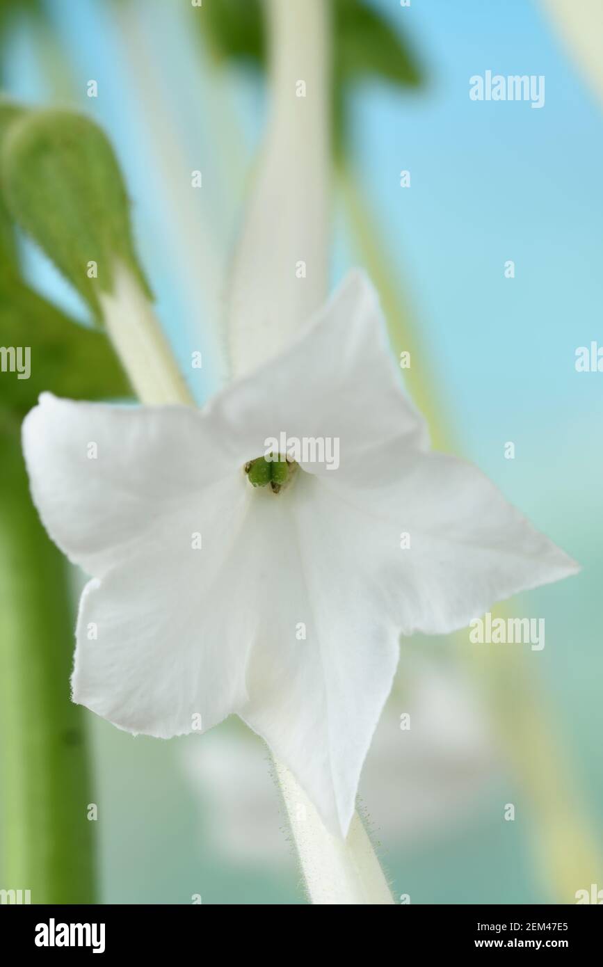 Nicotiana sylvestris AGM Ziertabakpflanze Stockfoto