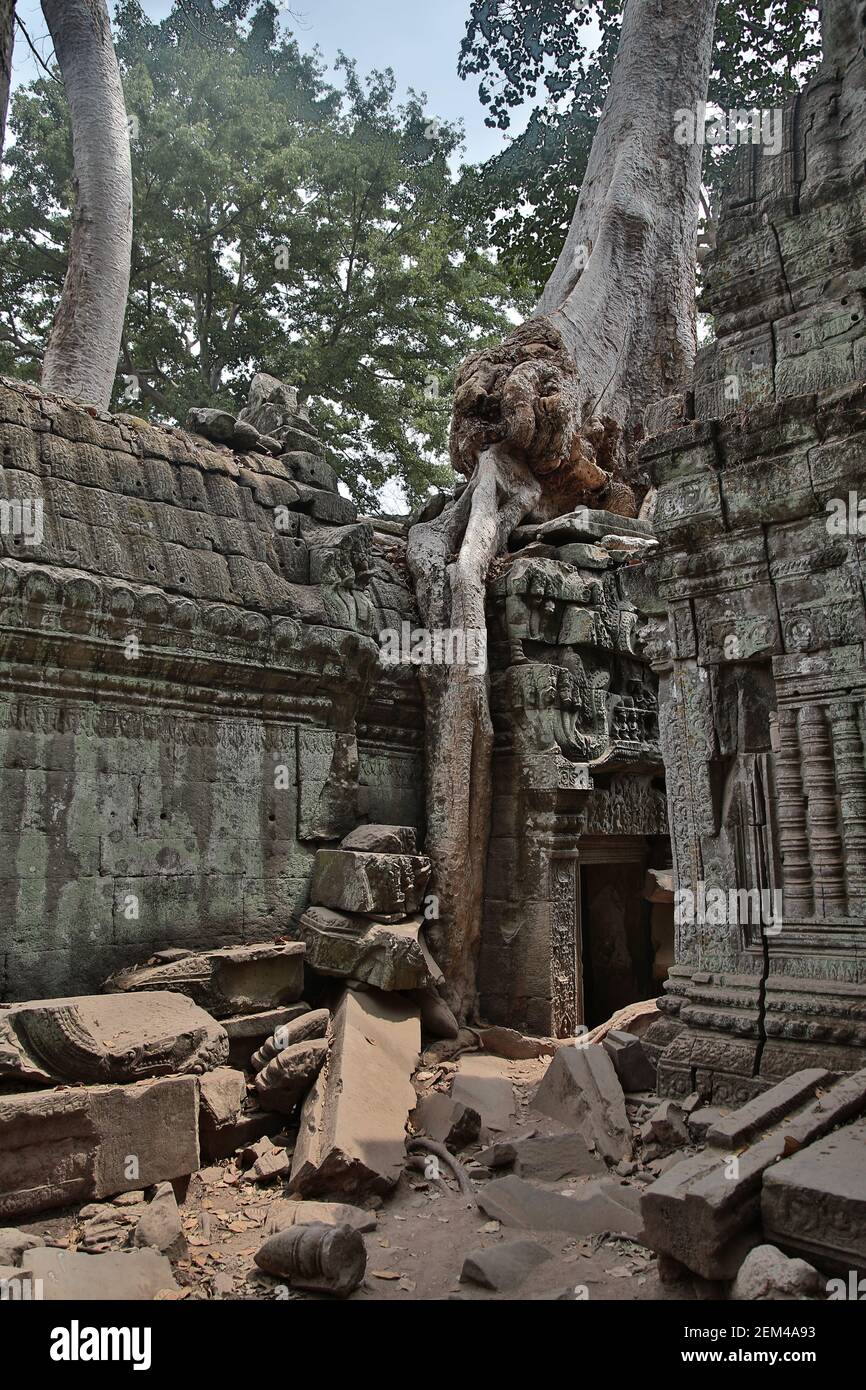 Der Banteay Kdei Tempel, der von riesigen Bäumen übersät ist, in der Angkor Tempelanlage in der Nähe von Siem Reap in Kambodscha. Aus einer Reihe von Reisefotos aufgenommen Stockfoto