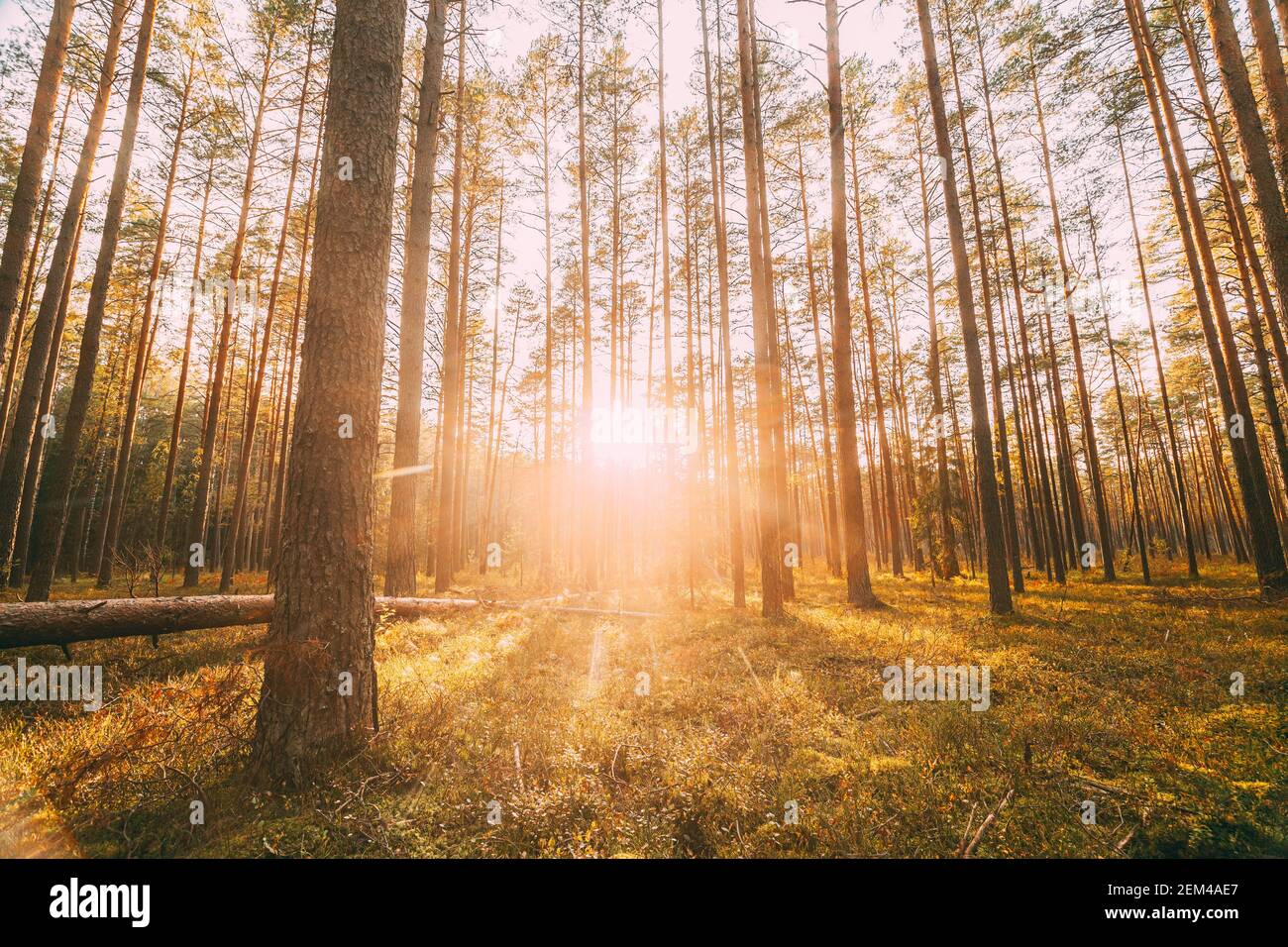 Schöner Sonnenuntergang Im Herbst Nadelwald. Sonnenlicht Durch Wälder Im Herbst Waldlandschaft. Moosboden Stockfoto