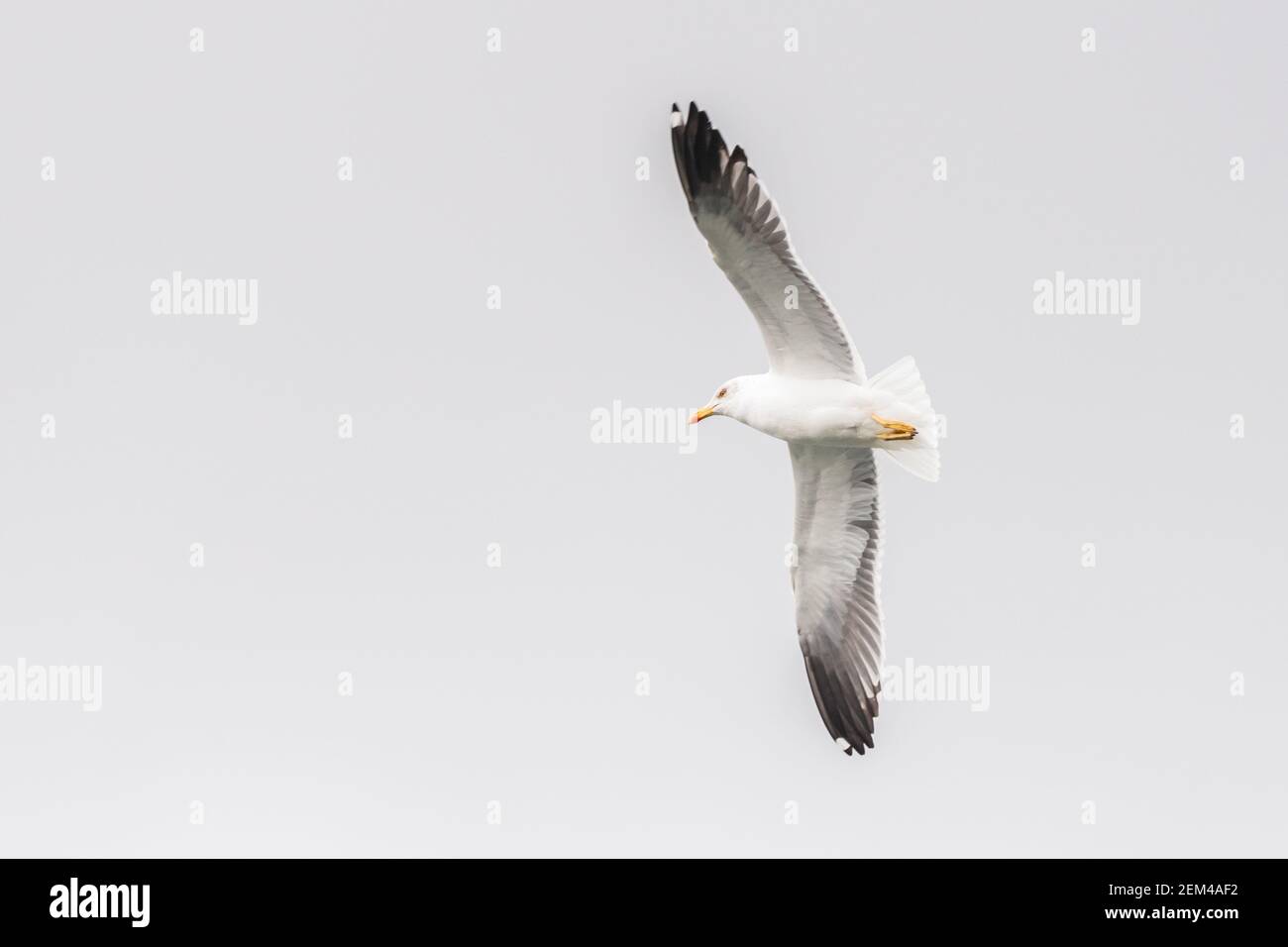 Gelbbeinmöwe, Larus Michahellis im Flug gegen grauen Himmel, England, Großbritannien. Leerzeichen für Text oder Text. Stockfoto