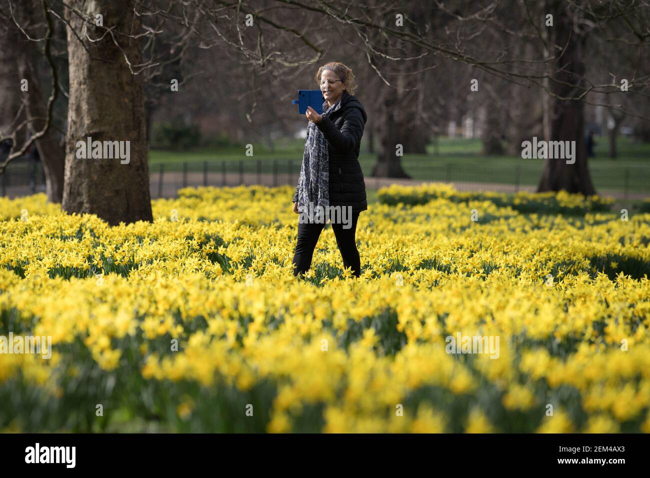 Eine Dame fotografiert Narzissen im St James's Park, London, und Prognostiker sagen voraus, dass "die ersten Zeichen des Frühlings" in den kommenden Tagen in vielen Teilen Großbritanniens spürbar sein werden. Bilddatum: Mittwoch, 24. Februar 2021. Stockfoto