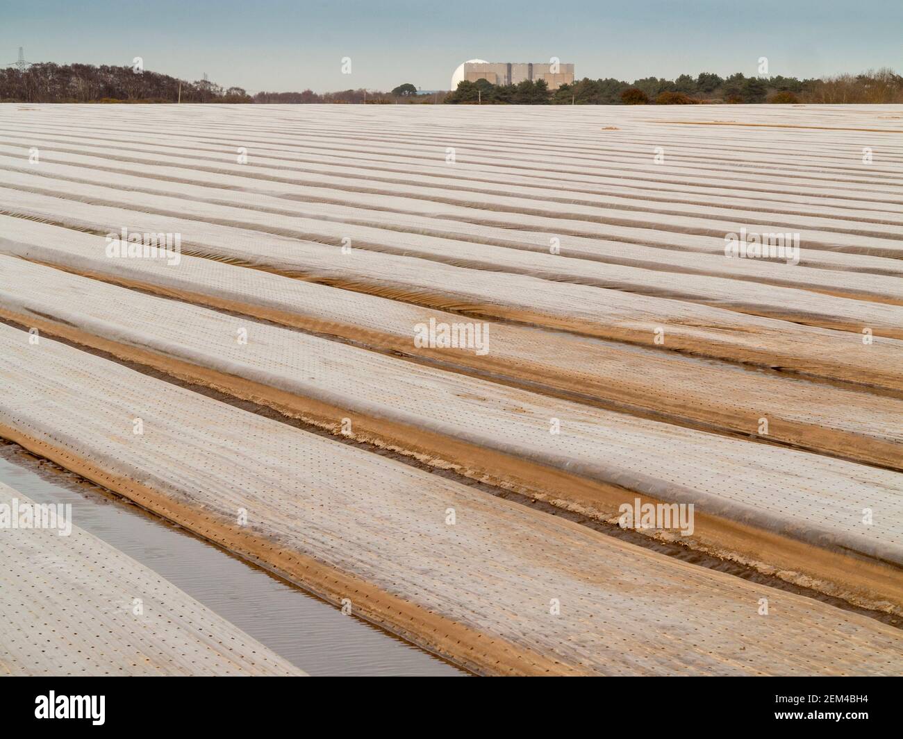 Ein Vordergrund eines Bauernfeldes mit Plastikmulch bedeckt Mit dem Kernkraftwerk Sizewell am fernen Horizont Stockfoto