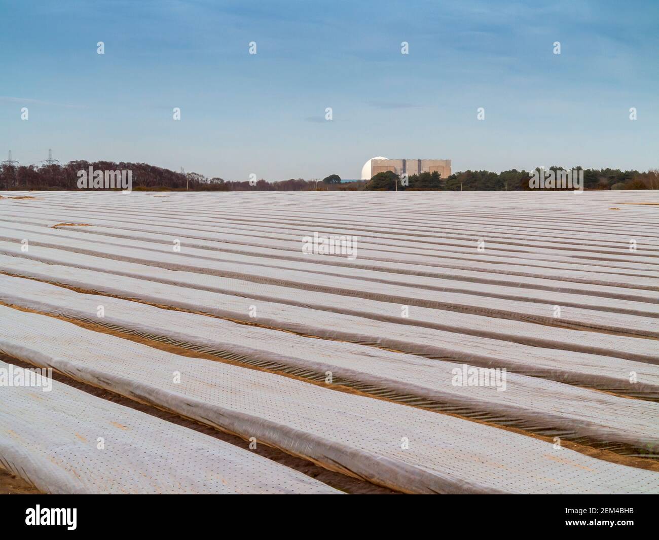 Ein Vordergrund eines Bauernfeldes mit Plastikmulch bedeckt Mit dem Kernkraftwerk Sizewell am fernen Horizont Stockfoto
