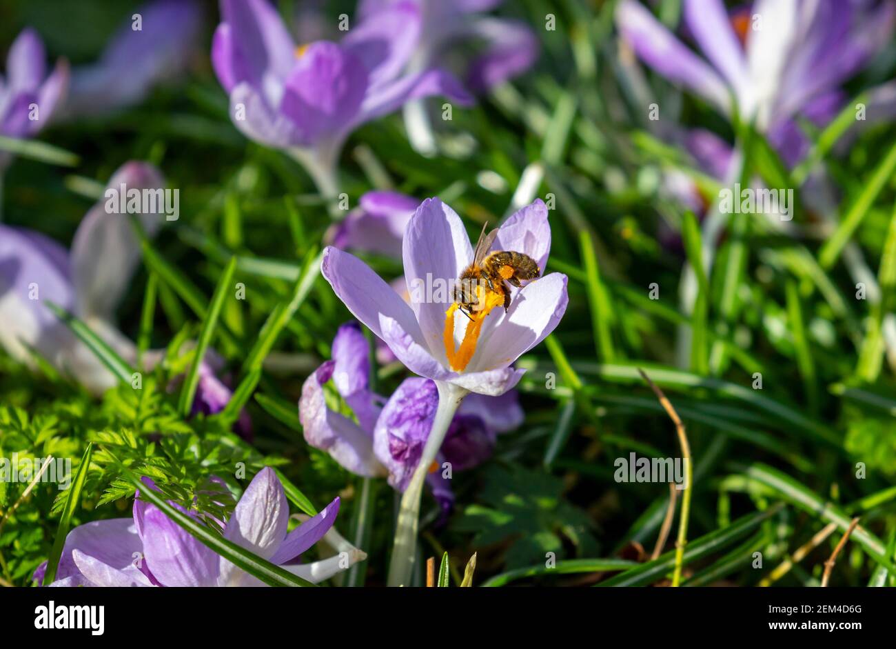 Honigbiene oder Honigbiene sammelt Pollen aus gelben Staubgefäßen der violetten Krokusblüte während der Frühjahrssaison. Fliegendes Insekt der Gattung APIs. Irland Stockfoto