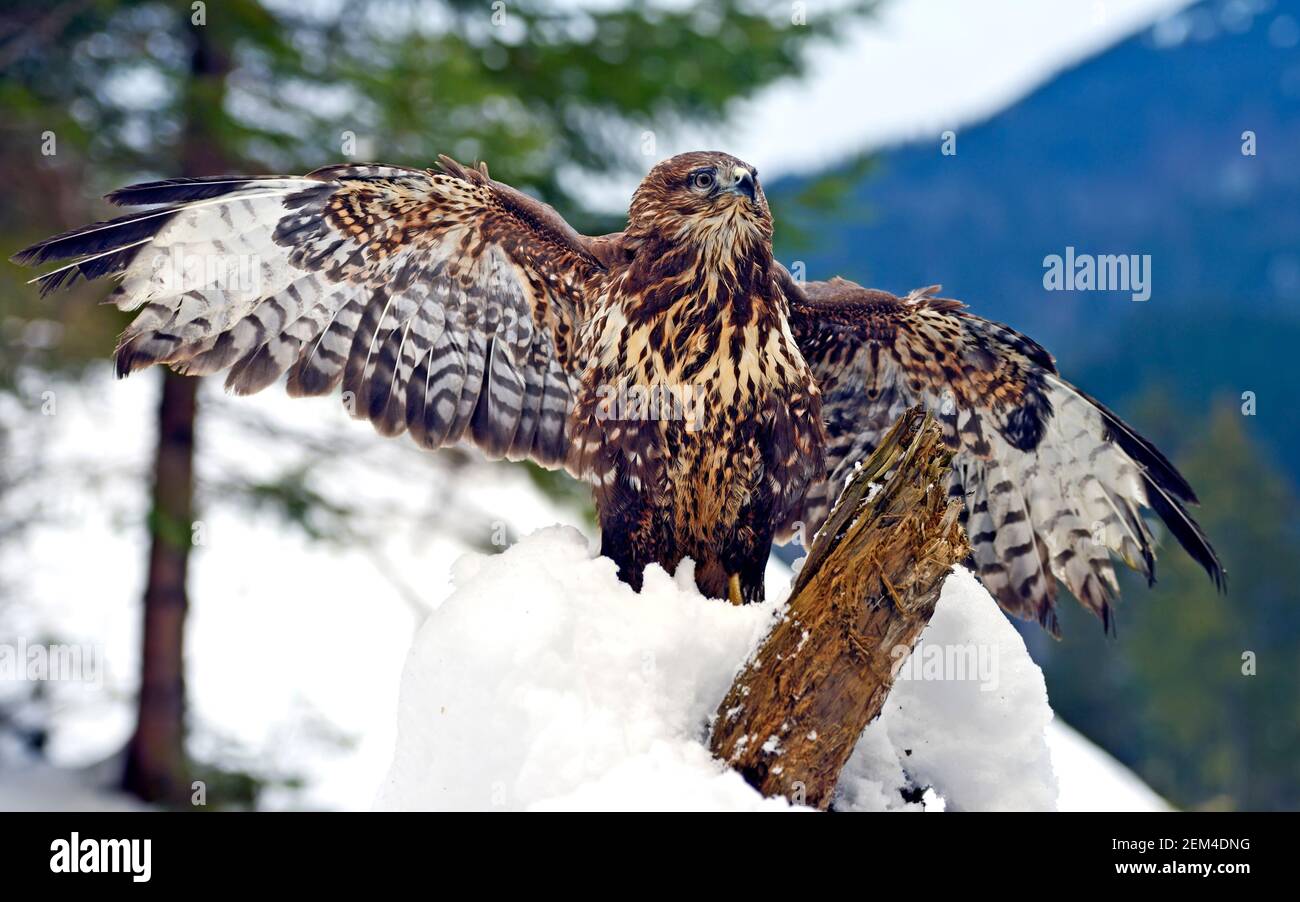 Mäusebussard (Buteo Buteo) im Winter auf einem Ast sitzend. Stockfoto