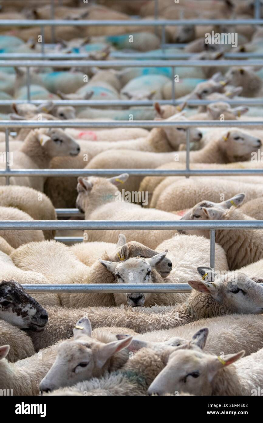 Kugelschreiber voller Zucht Schafe bei einer Viehzucht Auktion Markt Sale.Darlington, Großbritannien Stockfoto