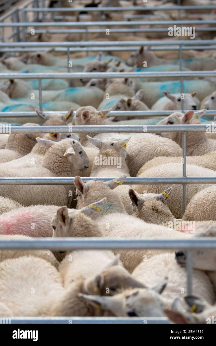 Kugelschreiber voller Zucht Schafe bei einer Viehzucht Auktion Markt Sale.Darlington, Großbritannien Stockfoto