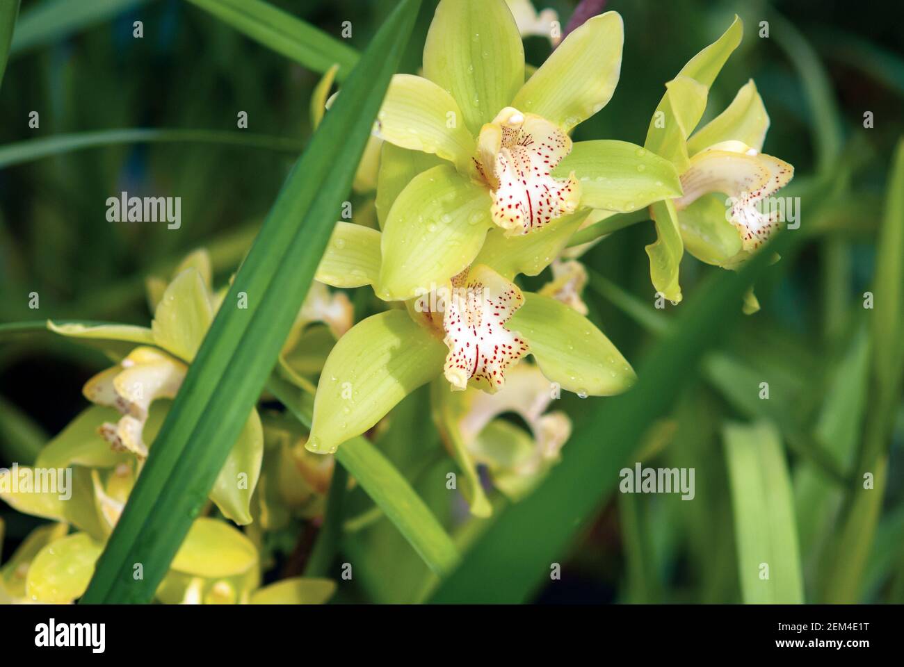 Cymbidium (Bootsorchidee) gelbe Blüten im Orchideengarten, Nahaufnahme Stockfoto