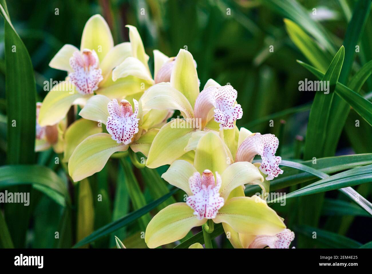 Gelbe Boot-Orchidee blüht im botanischen Garten, Nahaufnahme Stockfoto