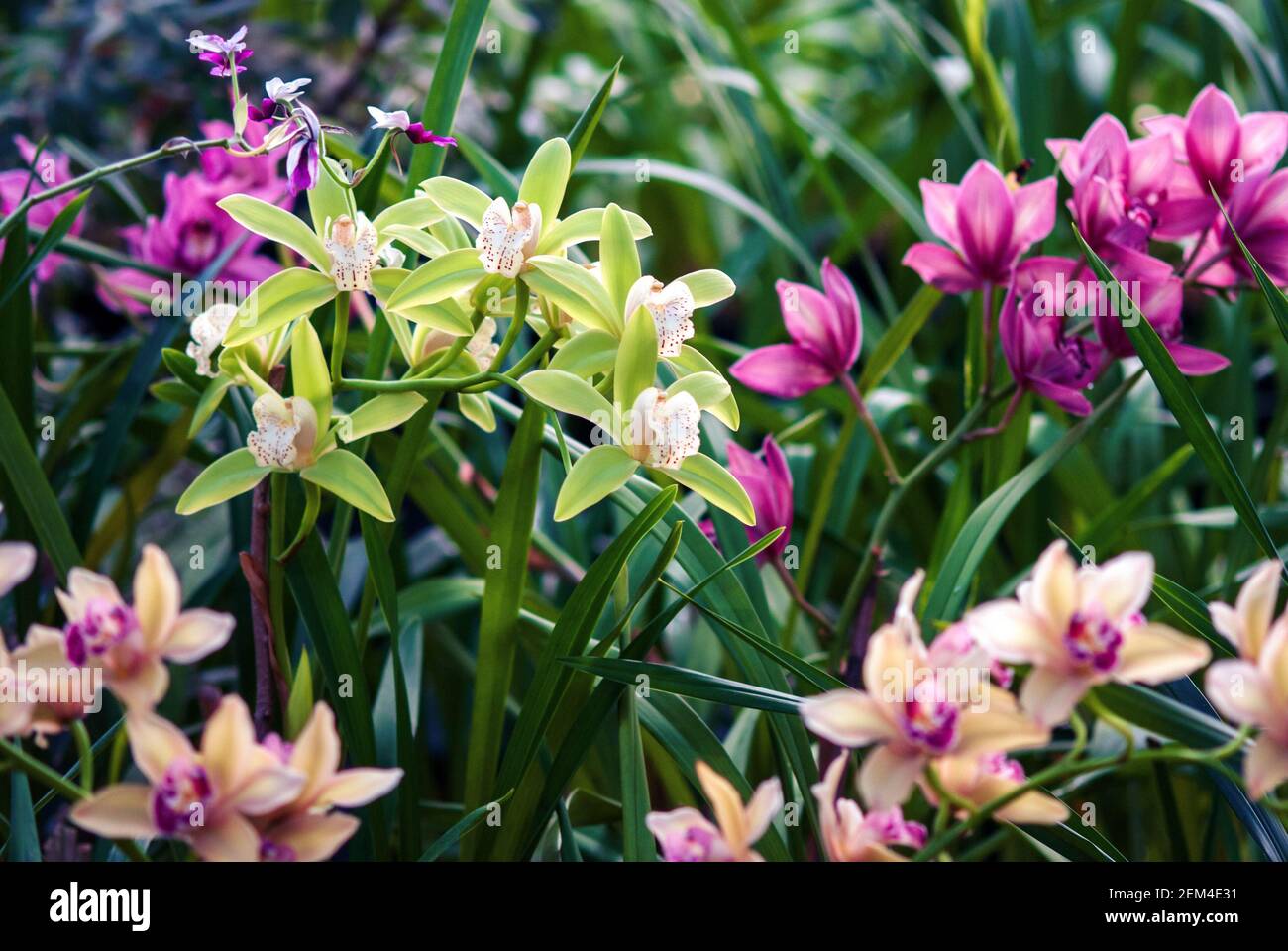 Viele Orchideen blühen im tropischen Garten, Cymbidiums oder Boot Orchideen Sorte Stockfoto