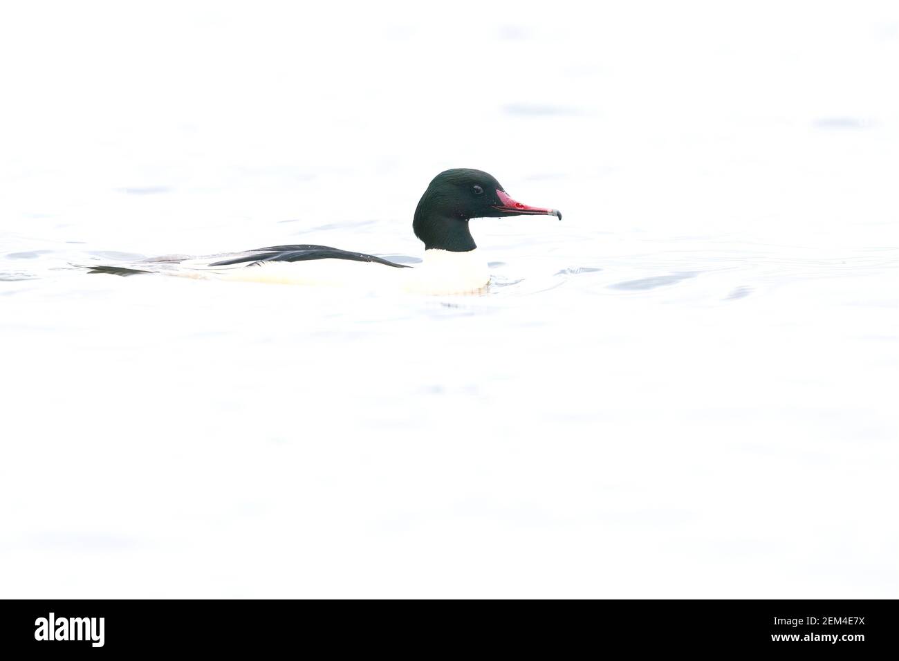 Ein männlicher Gänsehaut (Mergus merganser) schwimmt an einem kalten Wintermorgen in einem See in Deutschland. Stockfoto