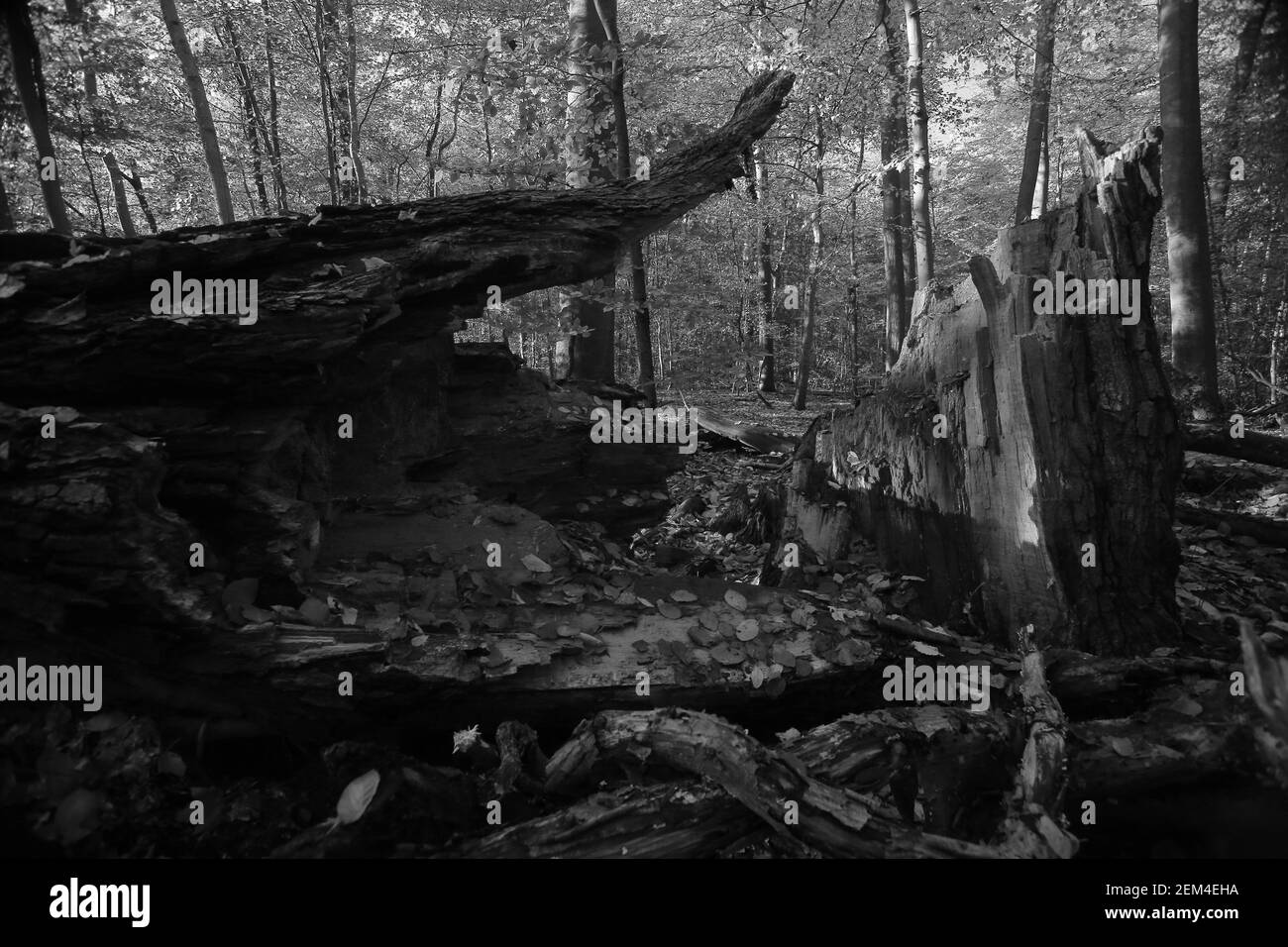 Gefallener Baum im Naturschutzgebiet NSG Eldena bei Greifswald in Deutschland. Stockfoto