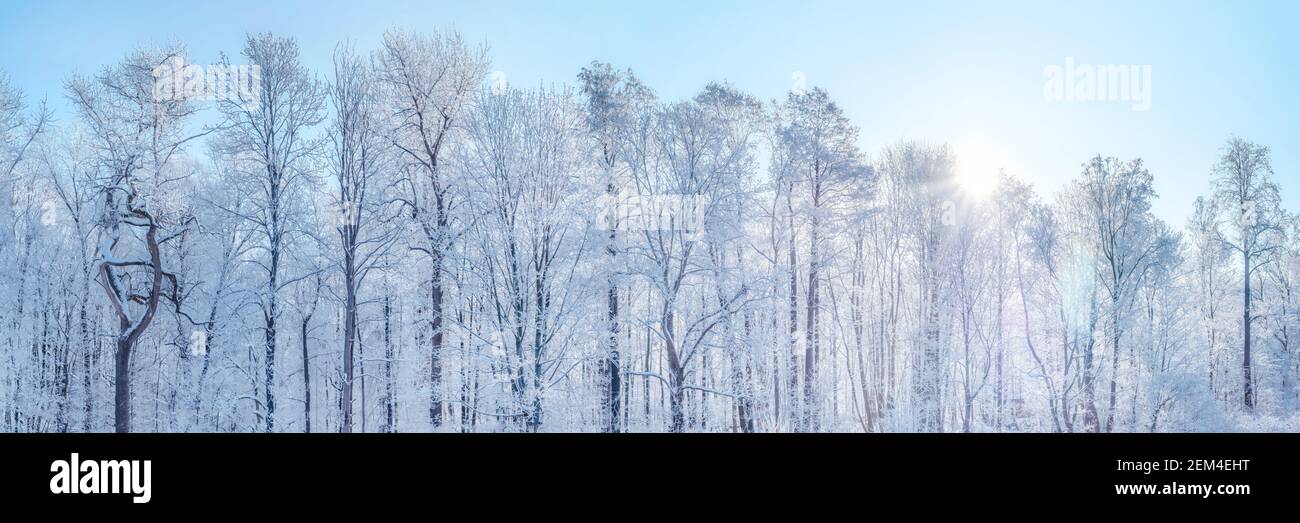 Große Winterpanorama-Landschaft mit Milchbäumen bei hellen sonnigen Tag Stockfoto