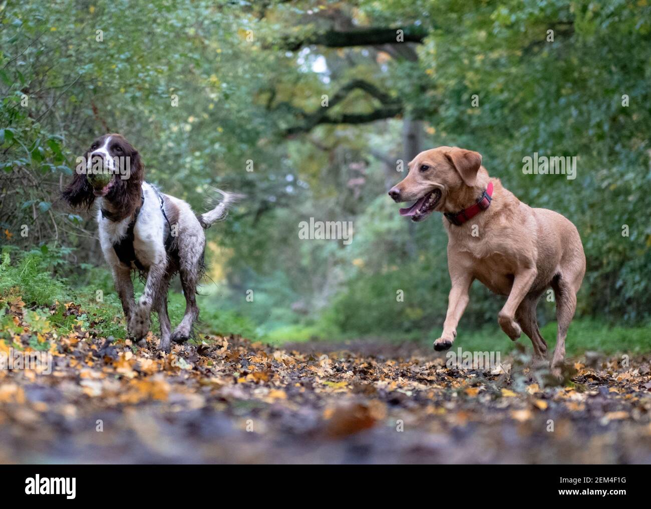 Ein Rotfuchs labrador und ein springer Spaniel spielen zusammen in Hampstead Heath, London Stockfoto