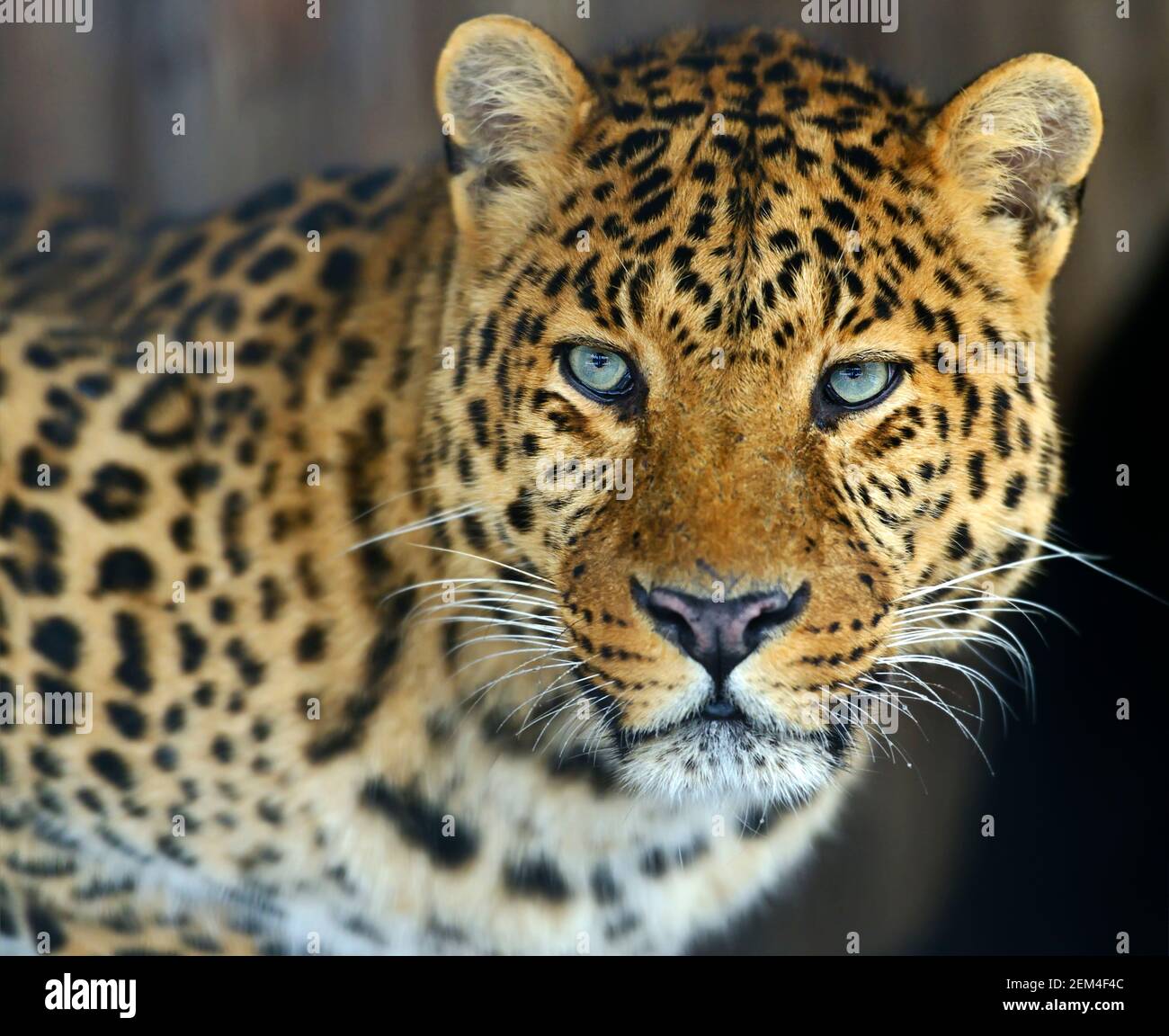 Leoparden in freier Wildbahn auf der Insel Sri Lanka Stockfoto