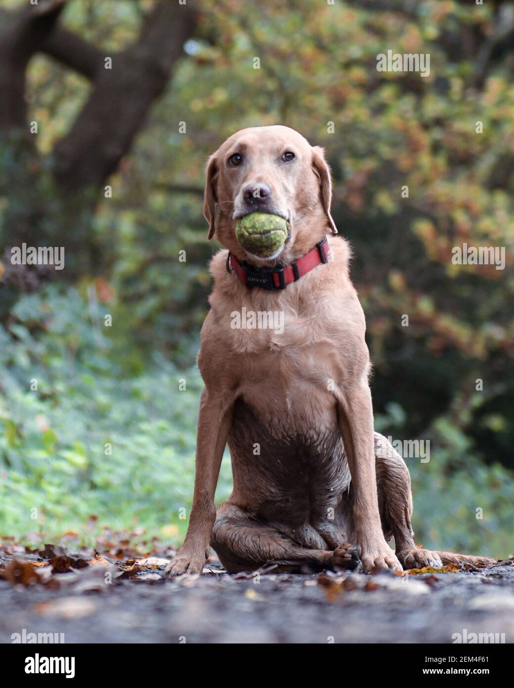 Ein Rotfuchs labrador spielt mit einem Tennisball in Hampstead Heath, London Stockfoto