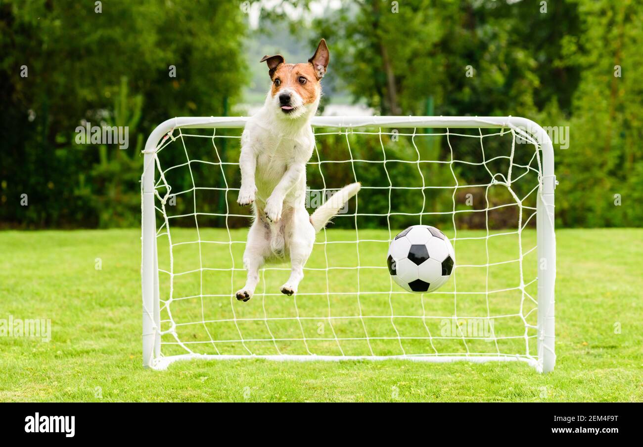 Springender Hund als lustige Torhüter kann nicht Tor und verpasst speichern Fußball (Fußball) Stockfoto