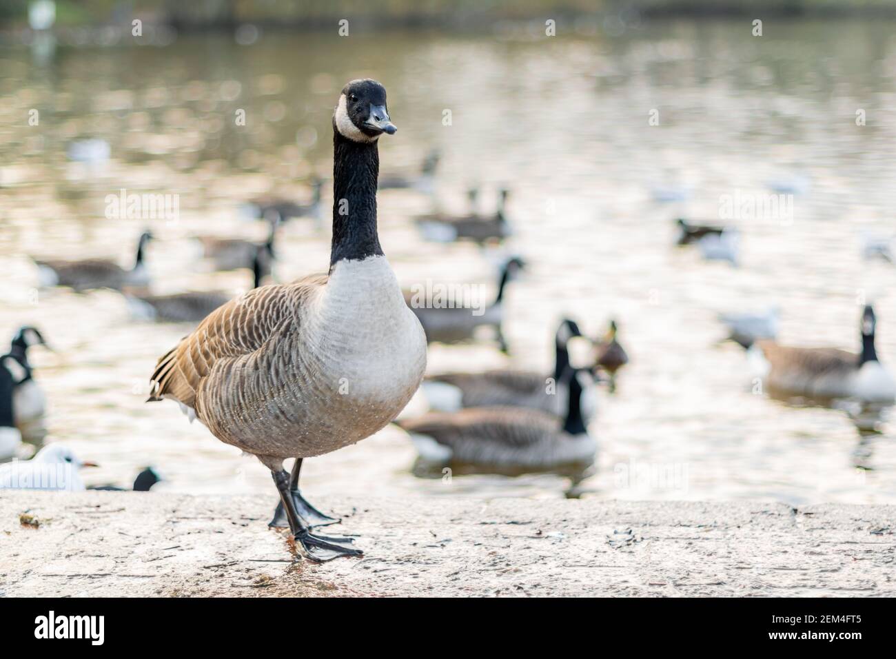 Single kanada Gans zu Fuß auf einem Bürgersteig mit anderen Vögeln im Hintergrund, schwarz grau und weiß großen Vogel in der Stadt oder Stadt auf der Suche nach Nahrung, Arten Stockfoto