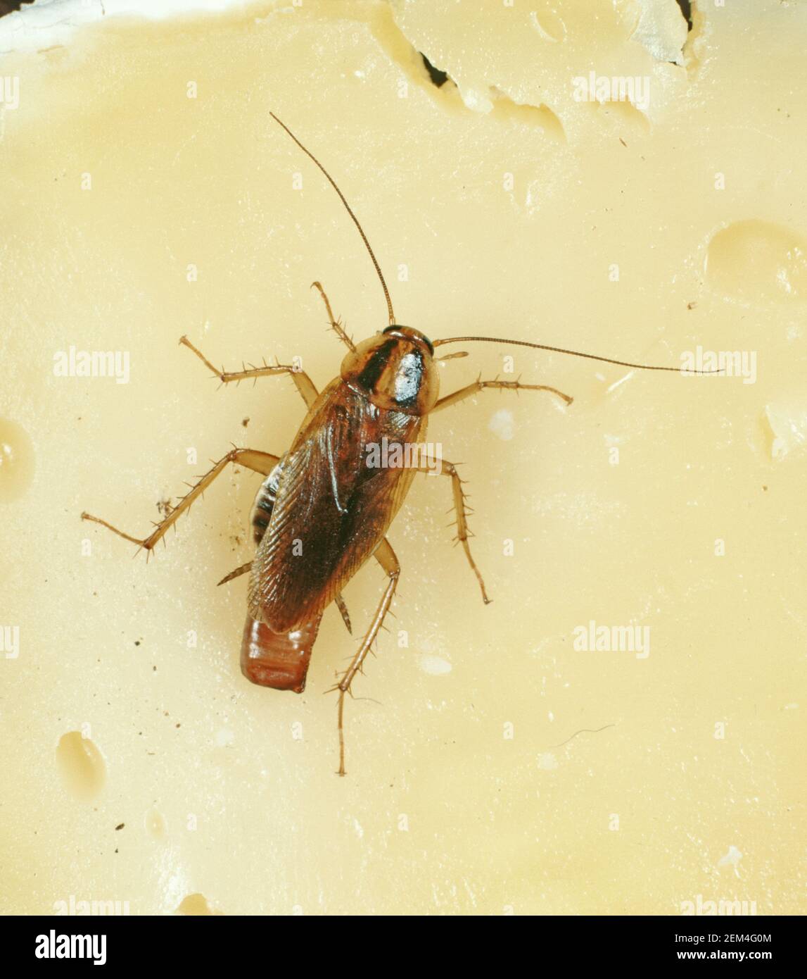 Deutsche Schabe (Blattella germanica) Gravid Weibchen mit Ei-Fall (Oothecae) öffentliche Gesundheit und Küche Schädling auf Käse Stockfoto