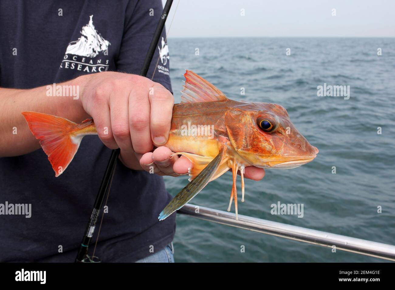 Knurrhahn Chelidonichthys Lucerna Stockfoto