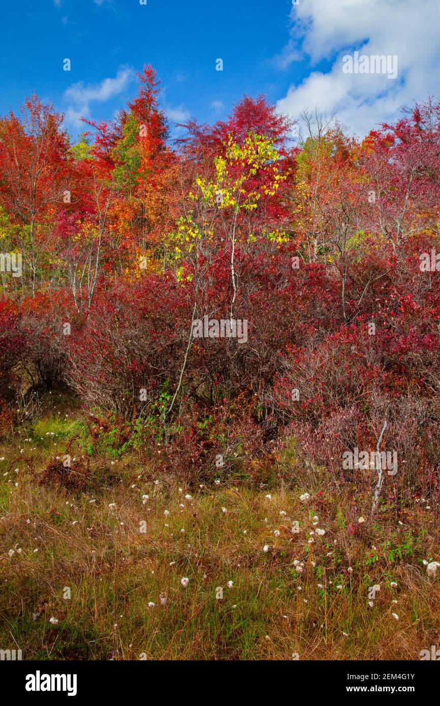 Ein nördliches Moor, in dem Highbush Blueberry die dominierende Pflanze in den Pocono Mountains in Pennsylvania ist. Stockfoto