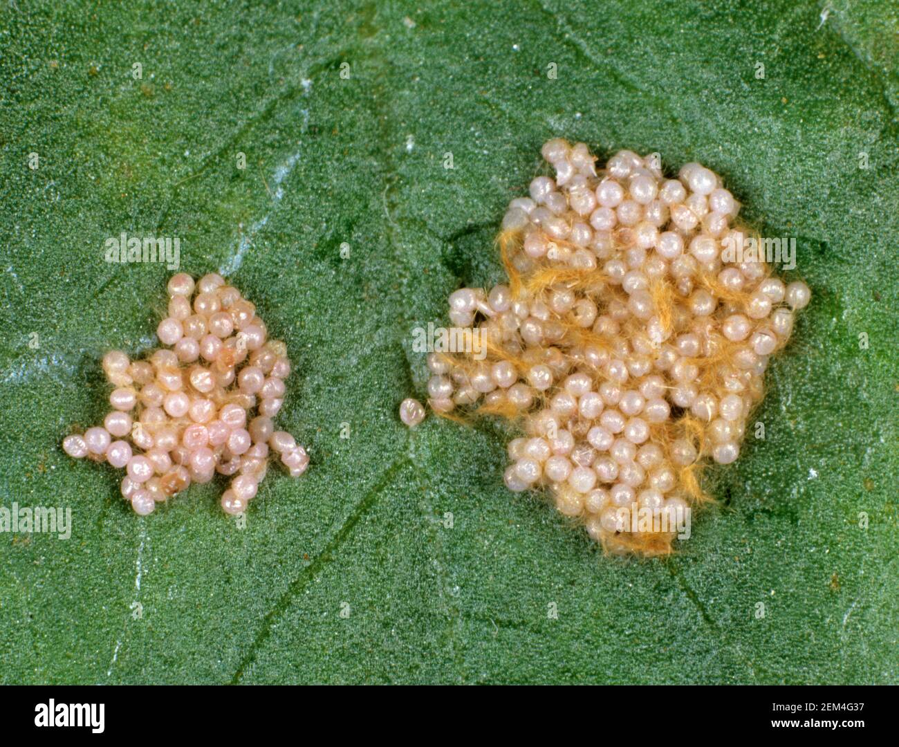 Ägyptischer oder afrikanischer Baumwollblattwurm oder mediterraner Brokat (Spodoptera littoralis) Eifloß dieses polyphagischen Schädlings auf einem Baumwollblatt Stockfoto