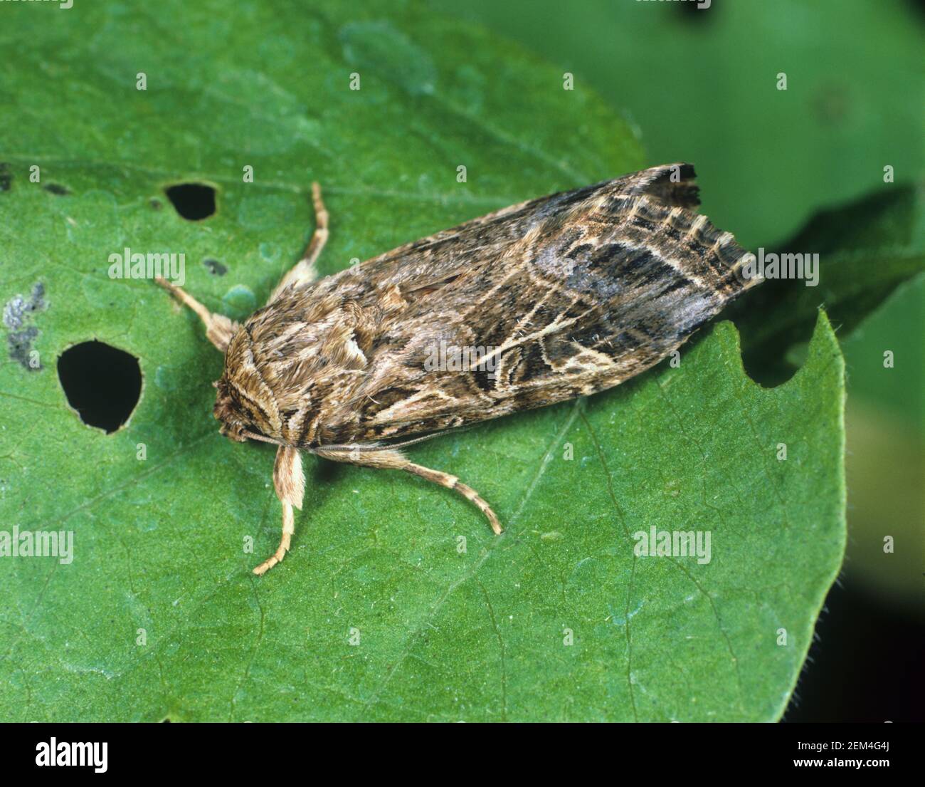 Ägyptischer oder afrikanischer Baumwollblattwurm oder mediterraner Brokat (Spodoptera littoralis) Weibliche Motte in Ruhe auf einem Baumwollblatt Stockfoto