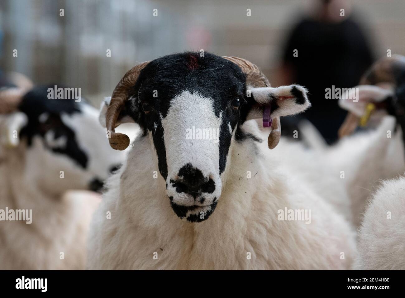 Rough Fell Mutterschafe bei einem Zuchtverkauf auf einem Viehmarkt, Cumbria, Großbritannien Stockfoto