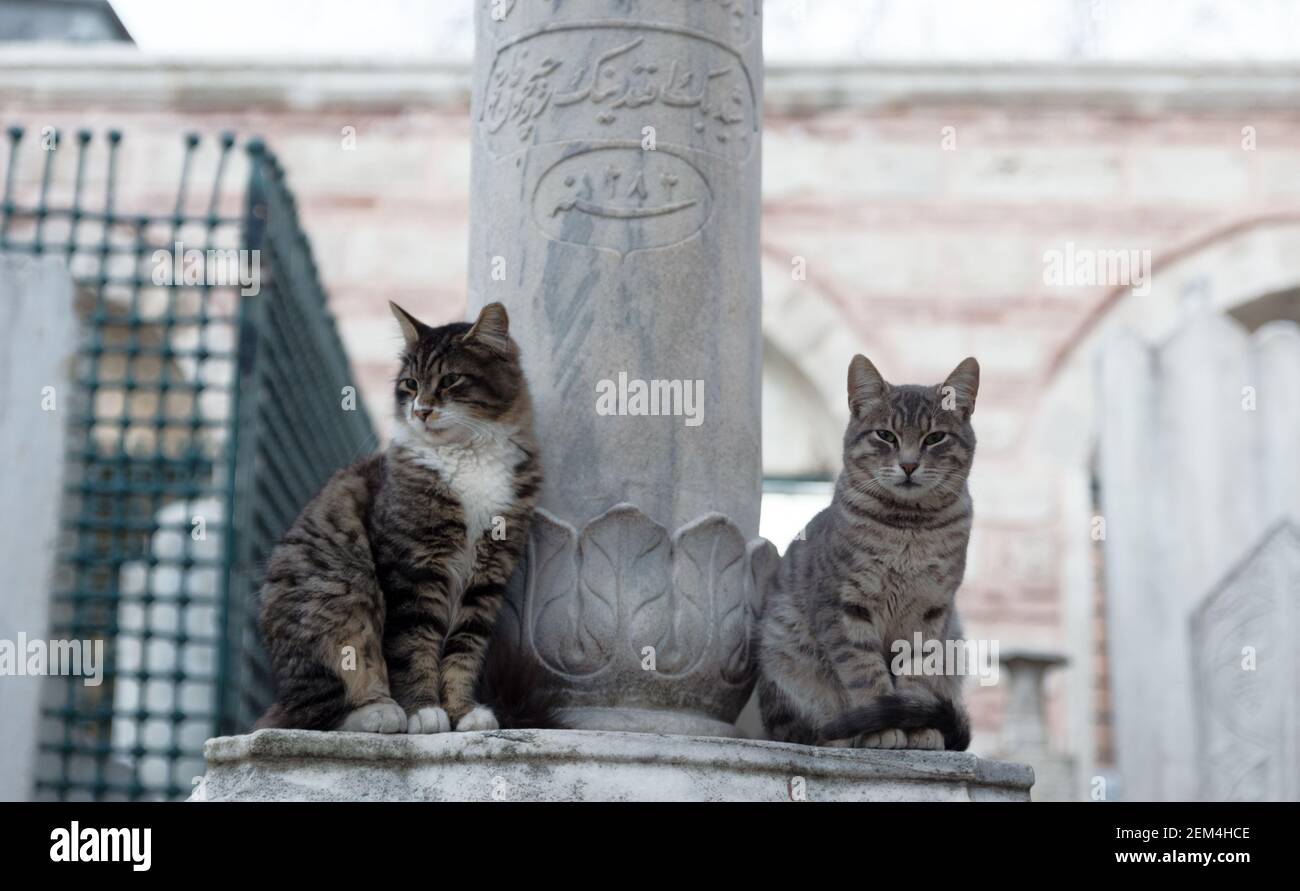 Ganzkörperportrait von zwei streunenden Katzen, einer braun-weißen Tabby und einer grauen Tabby, die an einem osmanischen Grabstein sitzen, bis der Tod sie auseinander tut. Stockfoto