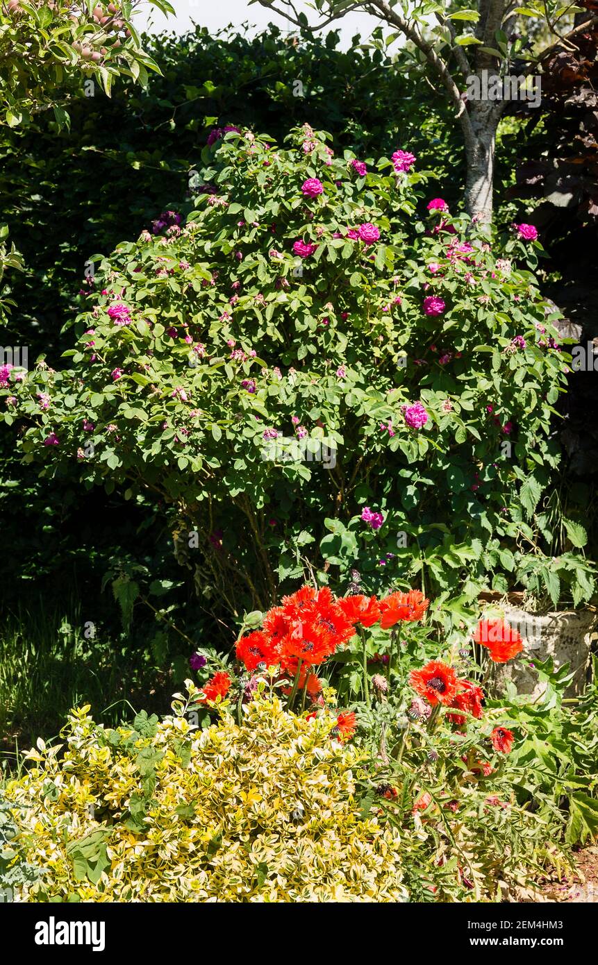 Eine Buchenhecke im Schatten ermöglicht eine rosa Rose und Leuchtend rote Blüten von Papaver orientalee Turkenlouis zum Leuchten bringen Im Frühsommer in einem erfreulichen gemischten p Stockfoto