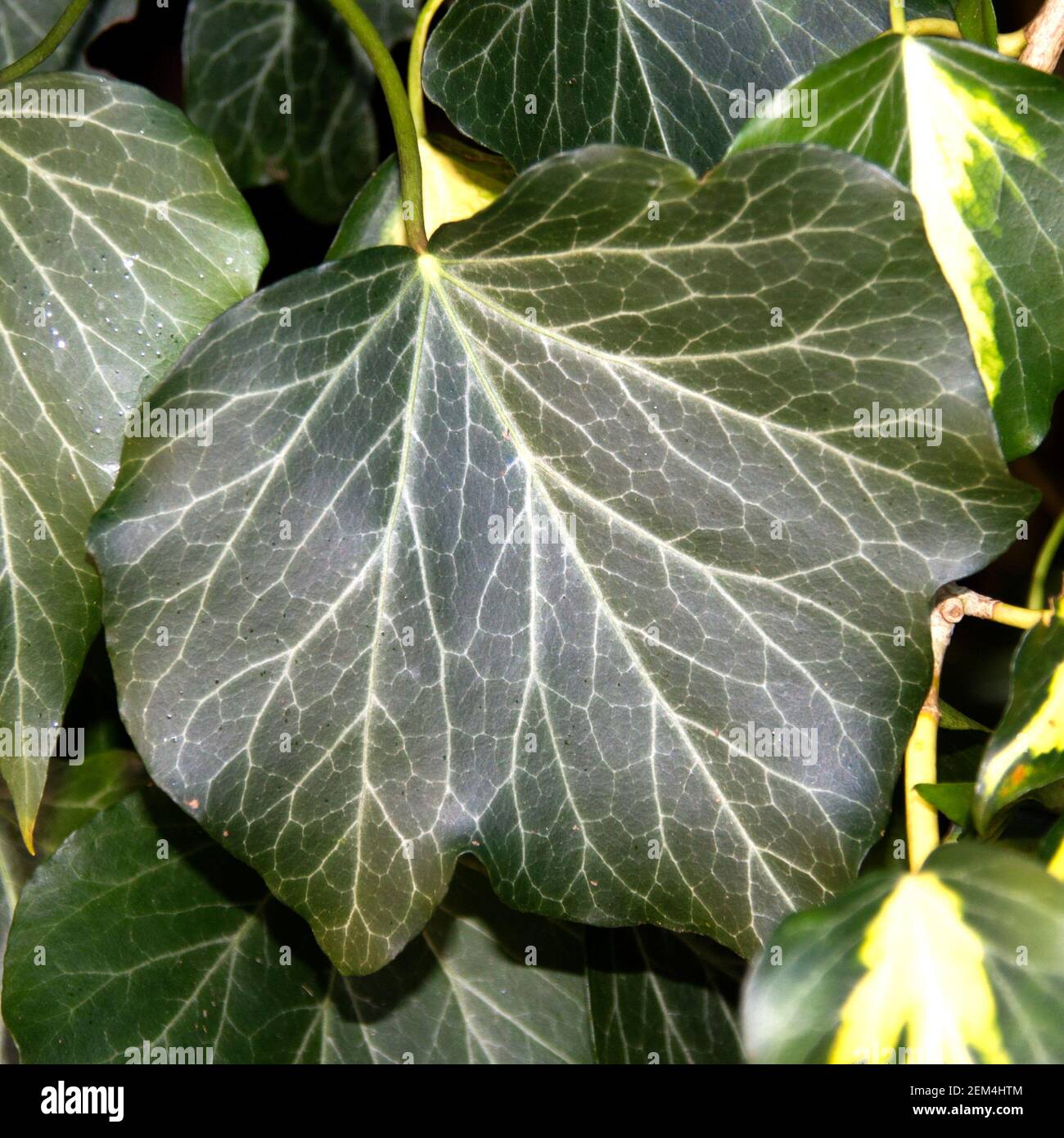 Grünes Blatt hautnah Stockfoto