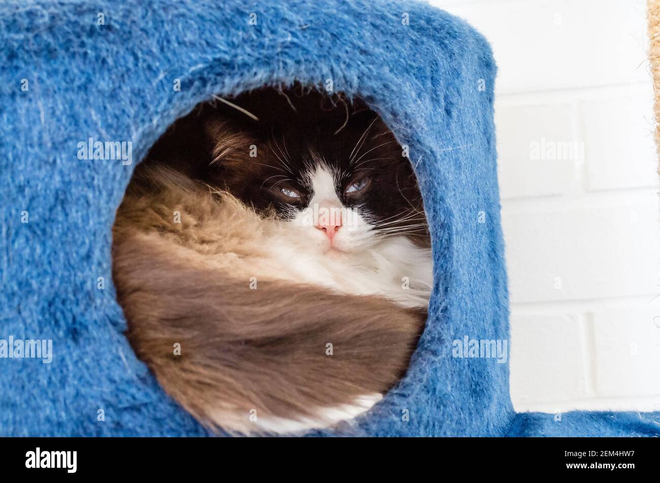 Eine müde Katze, die sich nur ungern aus ihrem Versteck gestört fühlt Höhle im Innenbereich Stockfoto