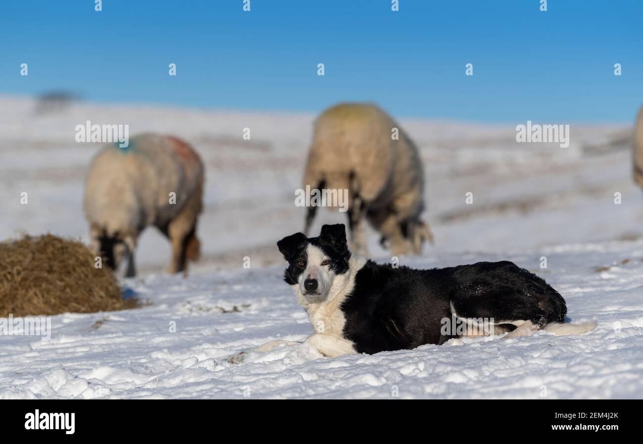 Working Border Collie Schäferhund mit swaledale Mutterschafen im Schnee auf Moorland im Yorkshire Dales National Park, Großbritannien. Stockfoto