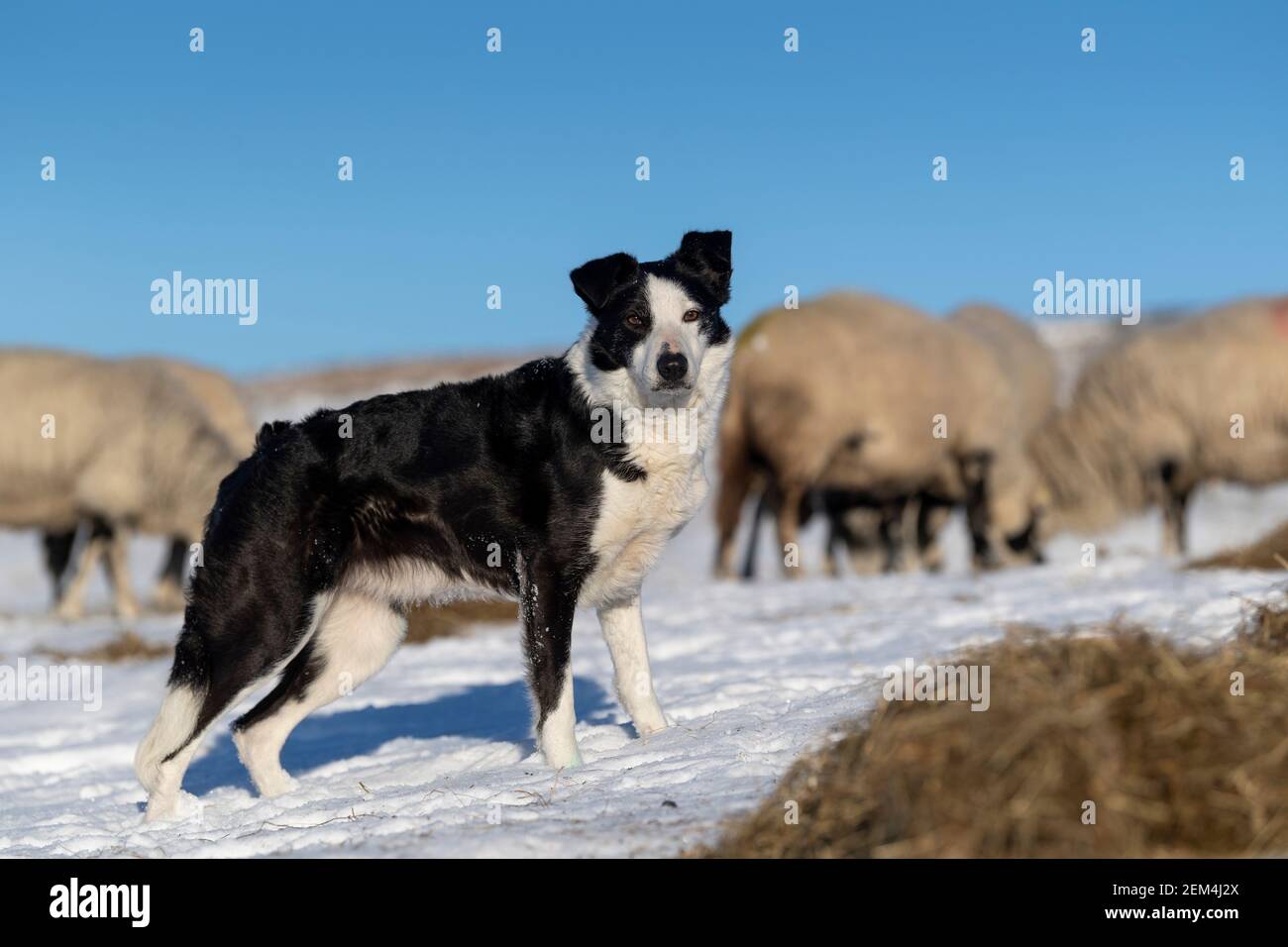 Working Border Collie Schäferhund mit swaledale Mutterschafen im Schnee auf Moorland im Yorkshire Dales National Park, Großbritannien. Stockfoto