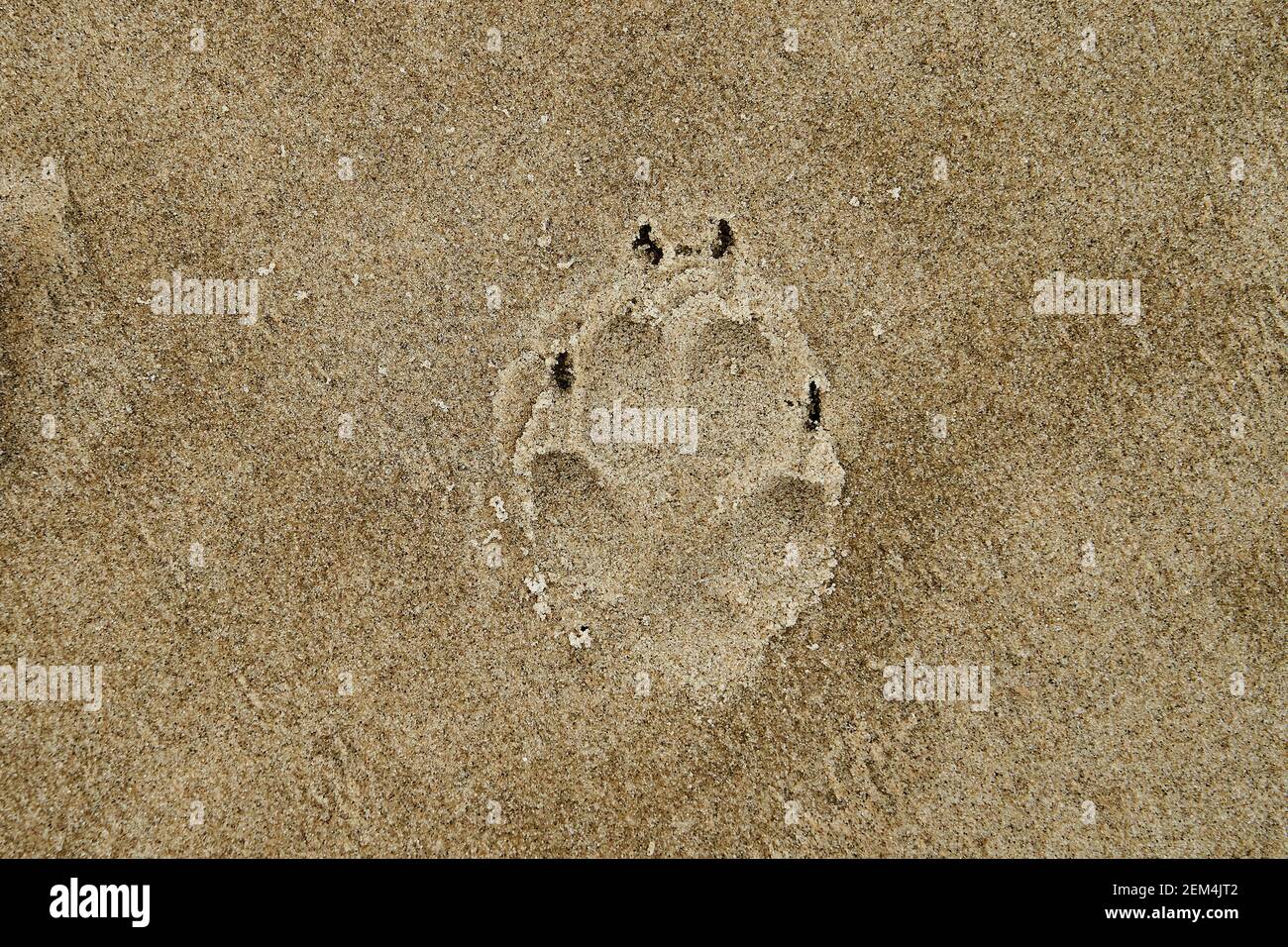 Hundepfote-Druck mit Klauenspuren im Sand Ein Strand am atlantik Stockfoto